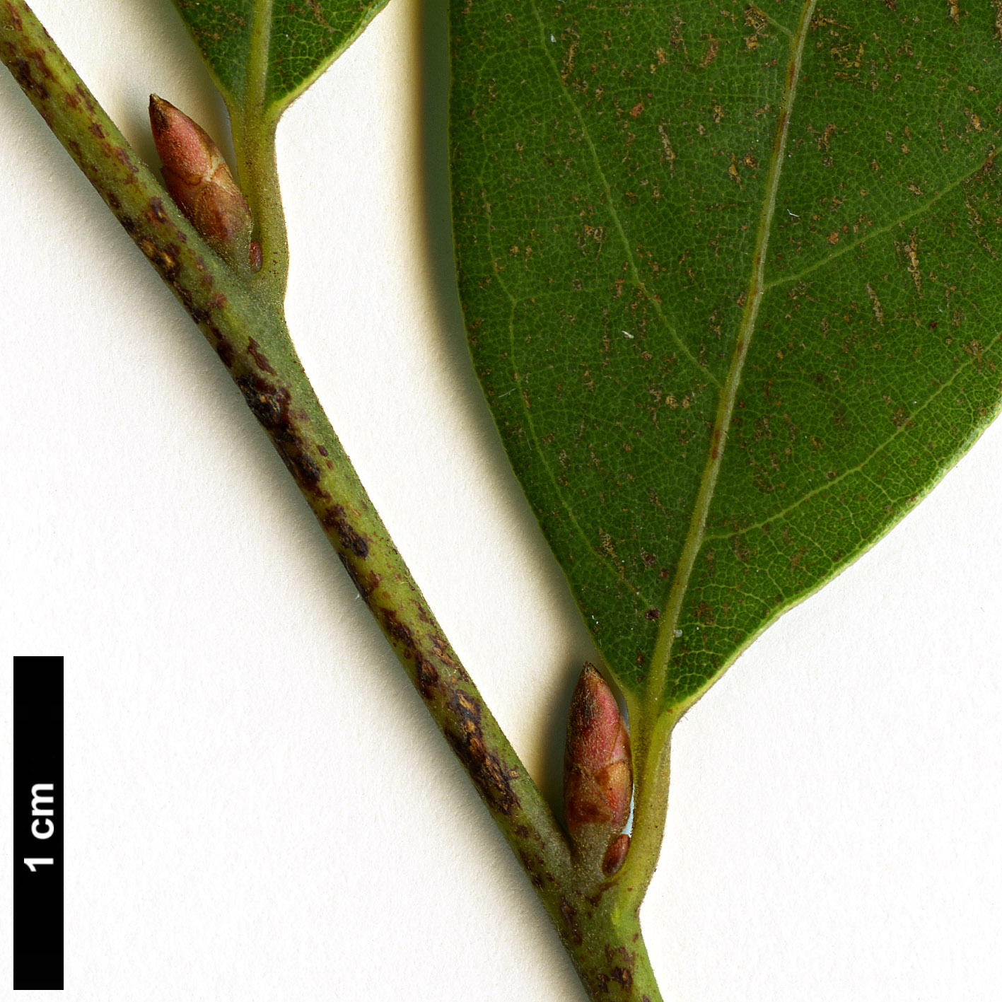 High resolution image: Family: Lauraceae - Genus: Lindera - Taxon: communis