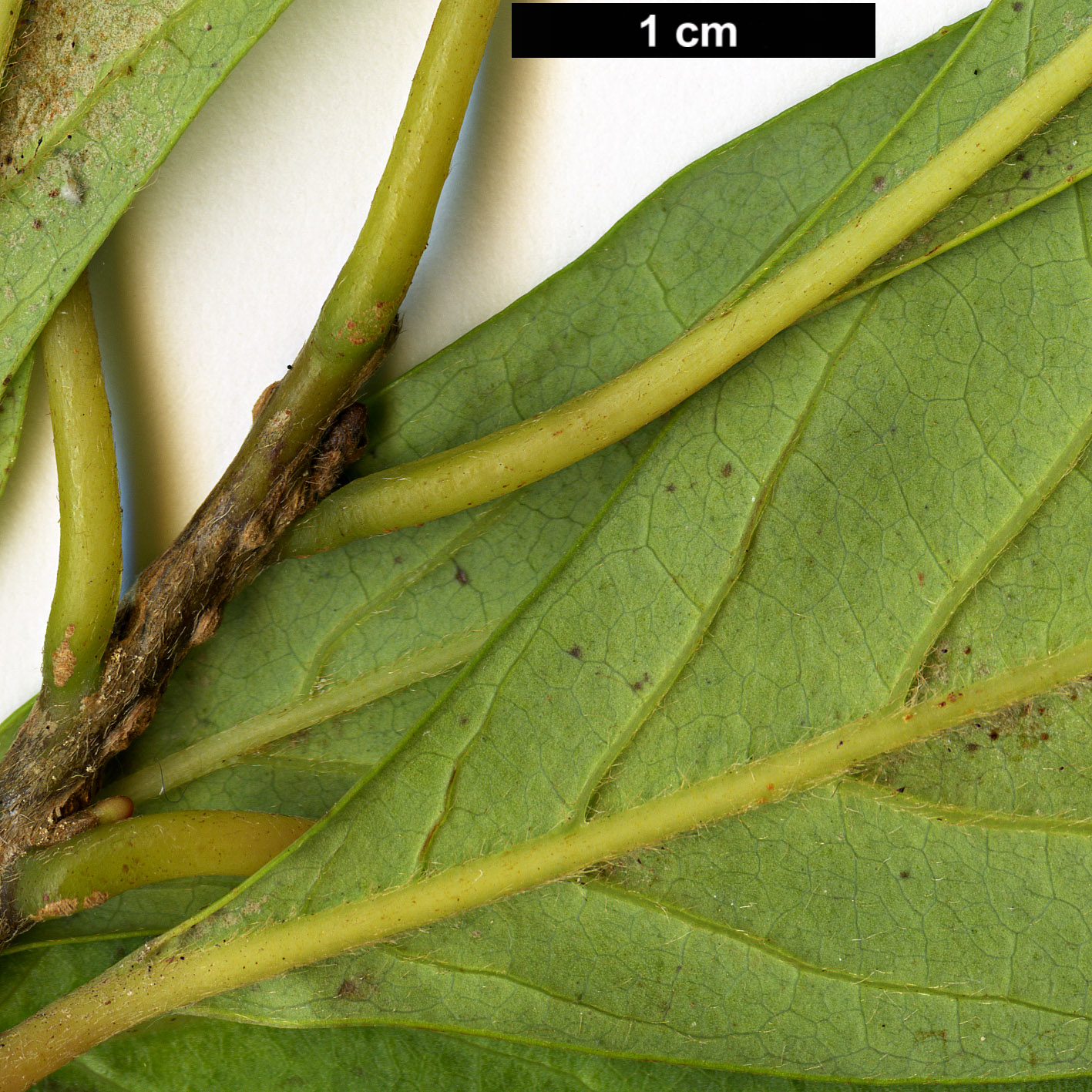 High resolution image: Family: Lauraceae - Genus: Lindera - Taxon: erythrocarpa