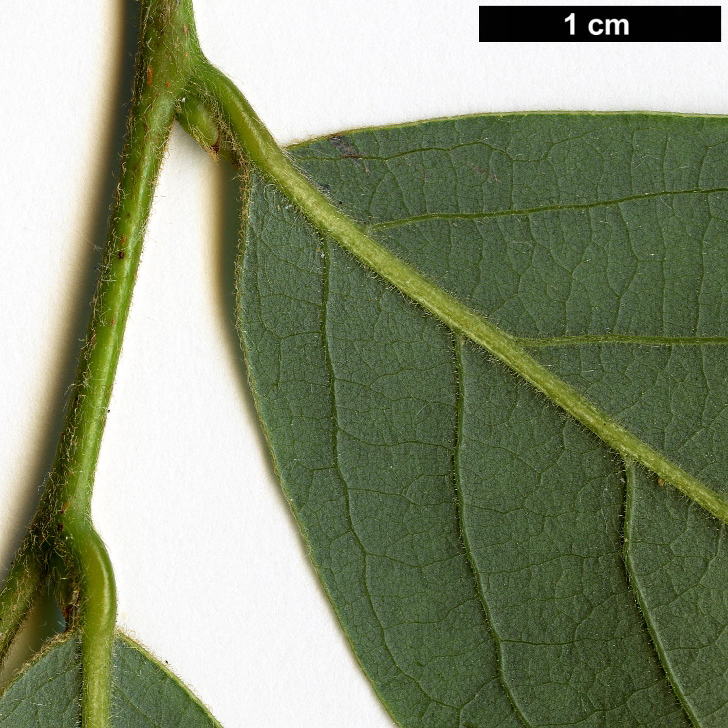 High resolution image: Family: Lauraceae - Genus: Lindera - Taxon: glauca