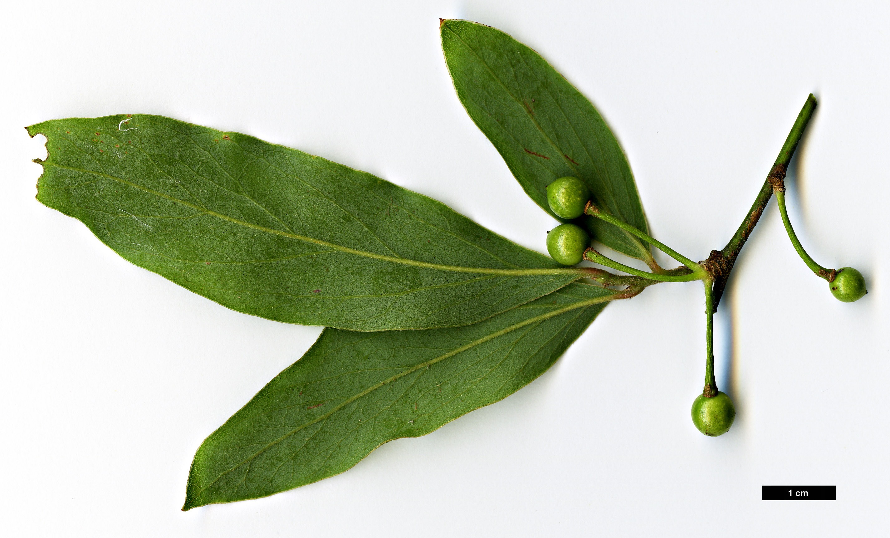 High resolution image: Family: Lauraceae - Genus: Lindera - Taxon: glauca