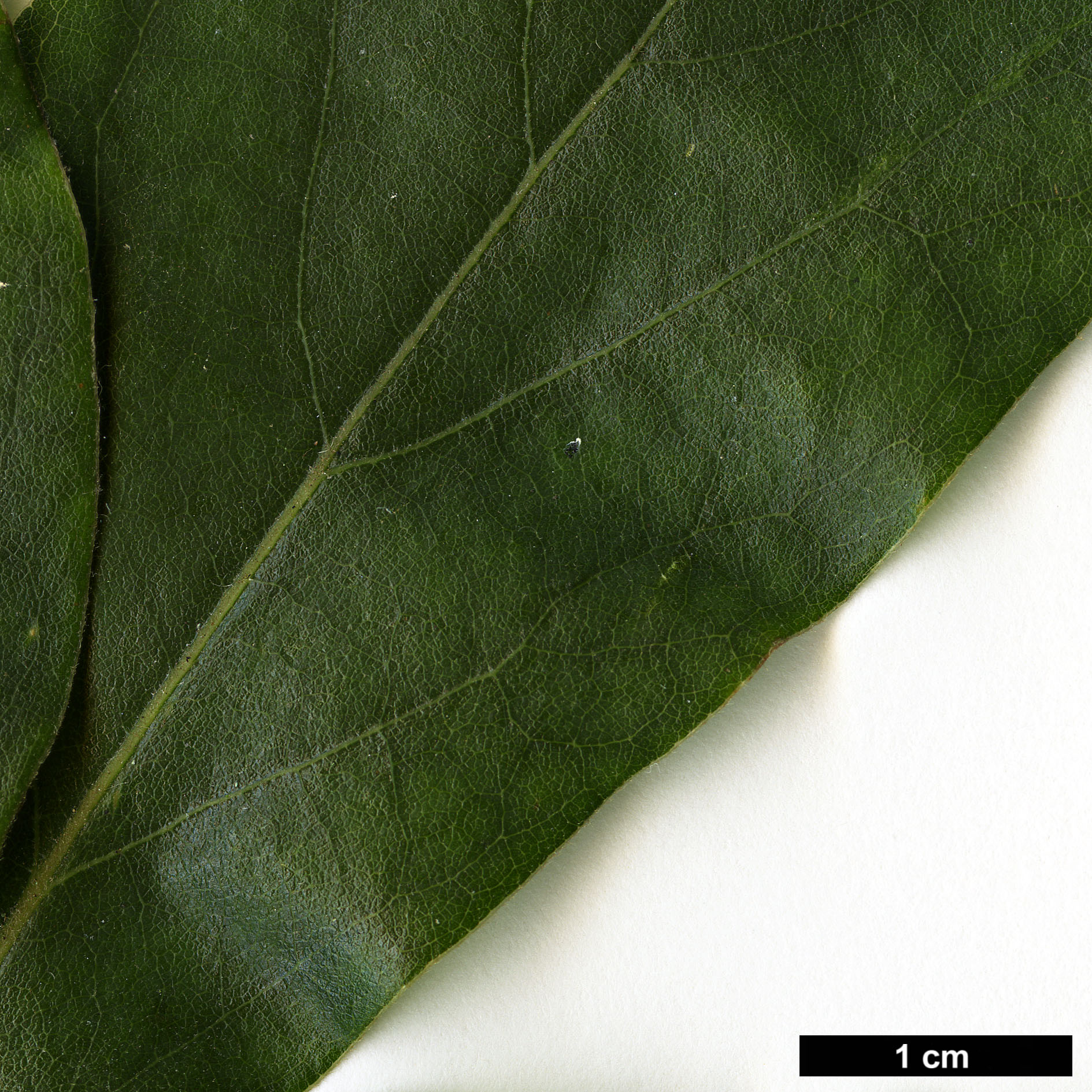 High resolution image: Family: Lauraceae - Genus: Lindera - Taxon: glauca