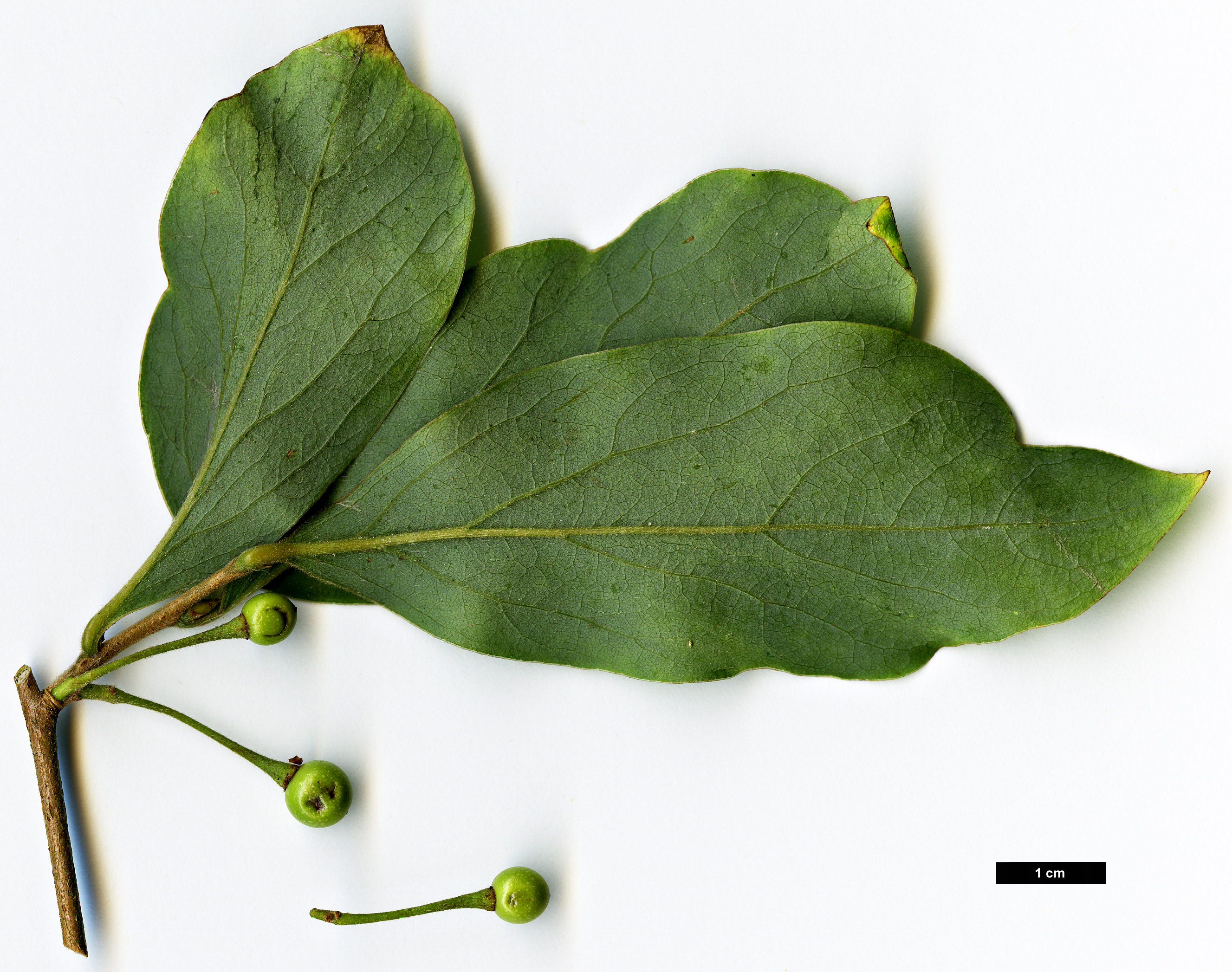 High resolution image: Family: Lauraceae - Genus: Lindera - Taxon: glauca