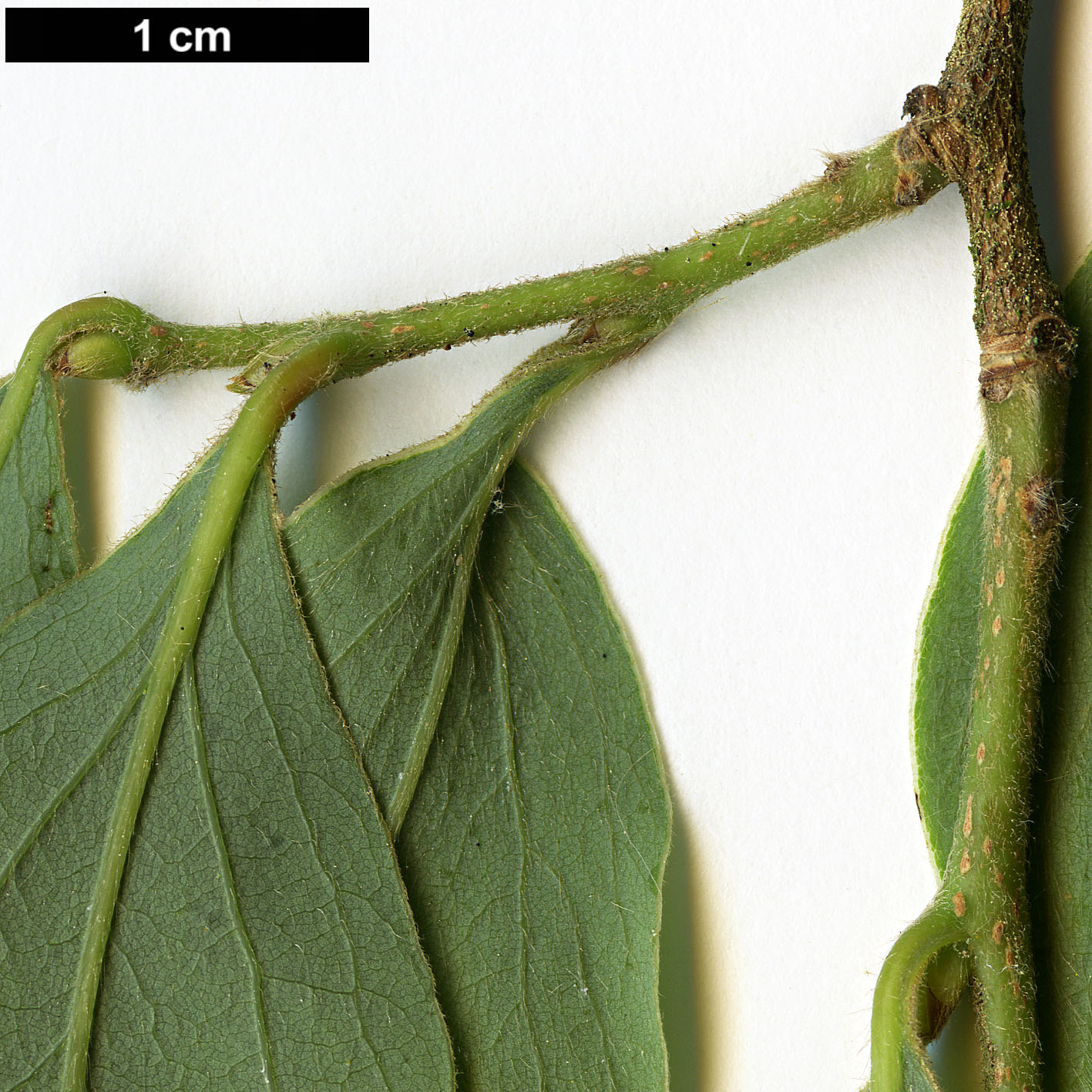 High resolution image: Family: Lauraceae - Genus: Lindera - Taxon: glauca