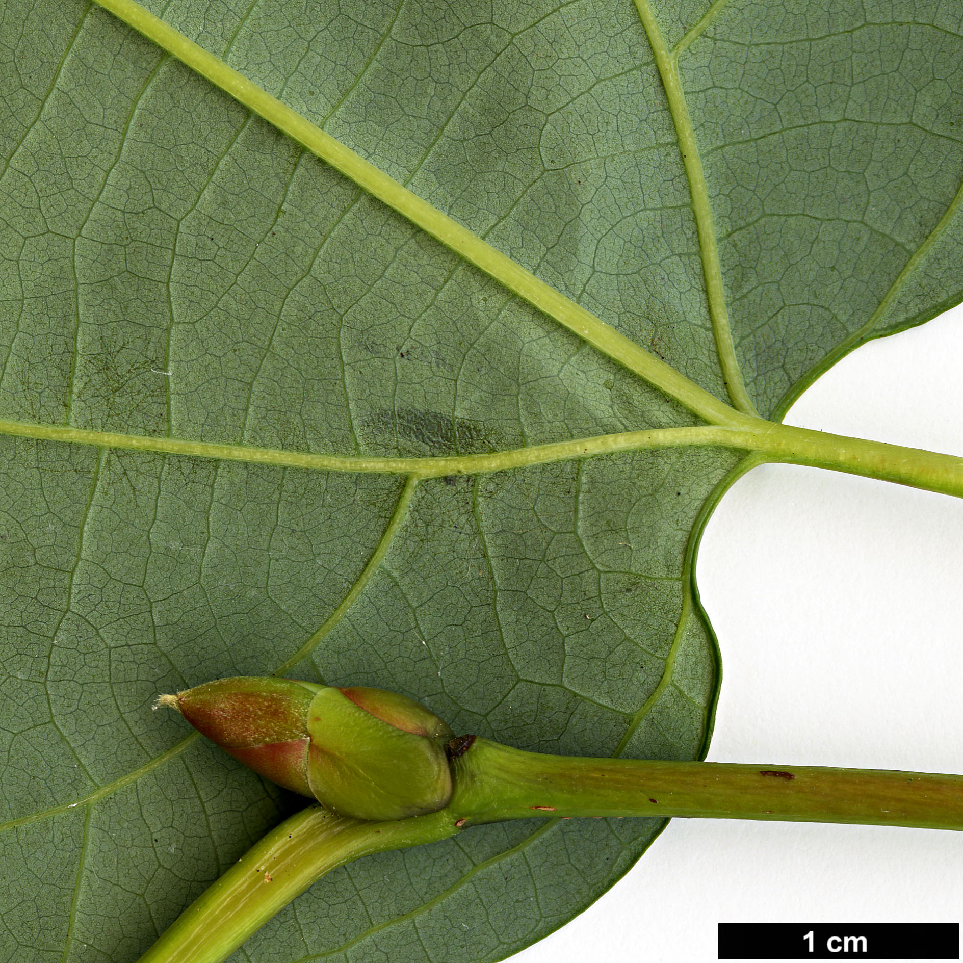 High resolution image: Family: Lauraceae - Genus: Lindera - Taxon: heterophylla