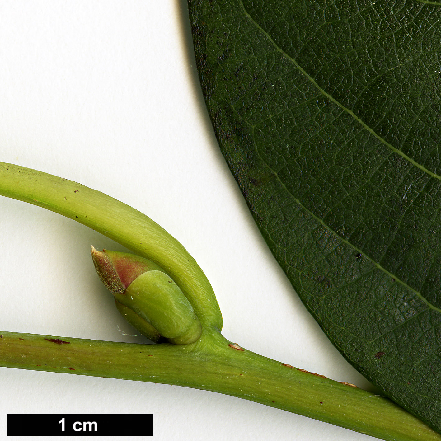 High resolution image: Family: Lauraceae - Genus: Lindera - Taxon: heterophylla