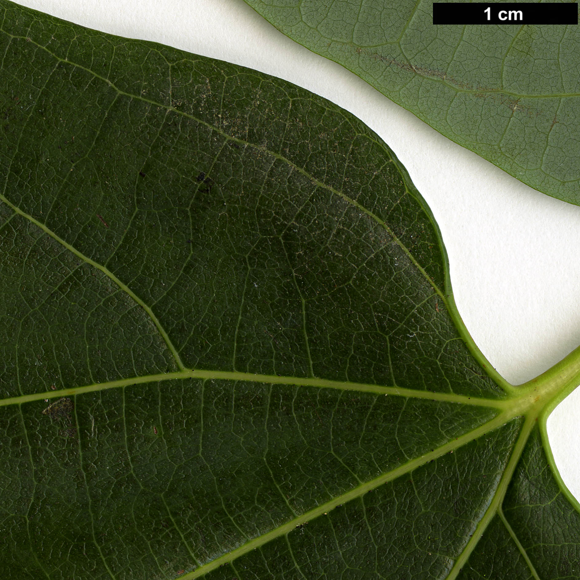 High resolution image: Family: Lauraceae - Genus: Lindera - Taxon: heterophylla