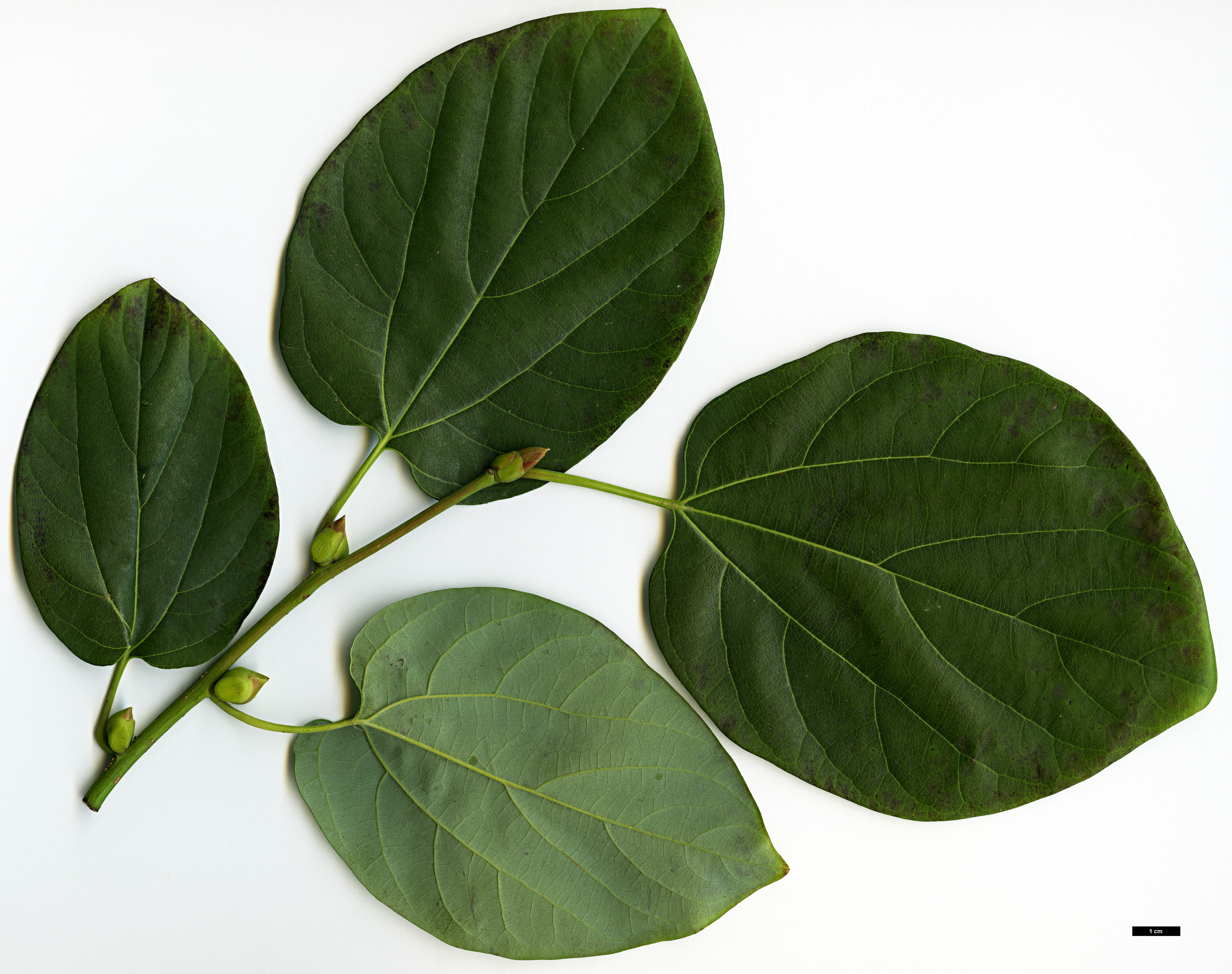 High resolution image: Family: Lauraceae - Genus: Lindera - Taxon: heterophylla