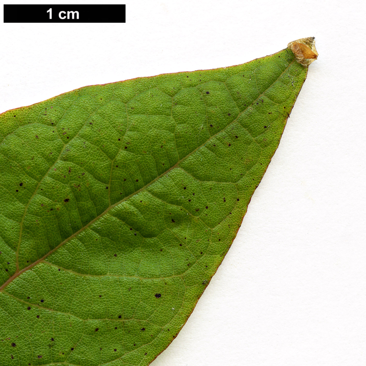 High resolution image: Family: Lauraceae - Genus: Lindera - Taxon: lancea