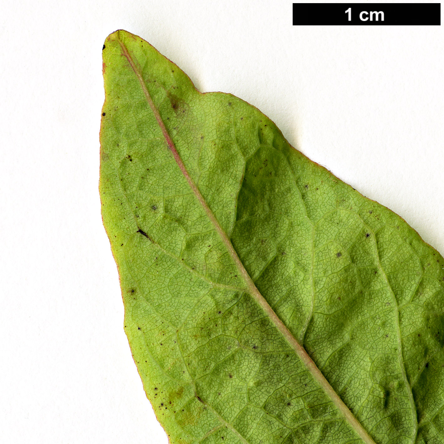 High resolution image: Family: Lauraceae - Genus: Lindera - Taxon: lancea