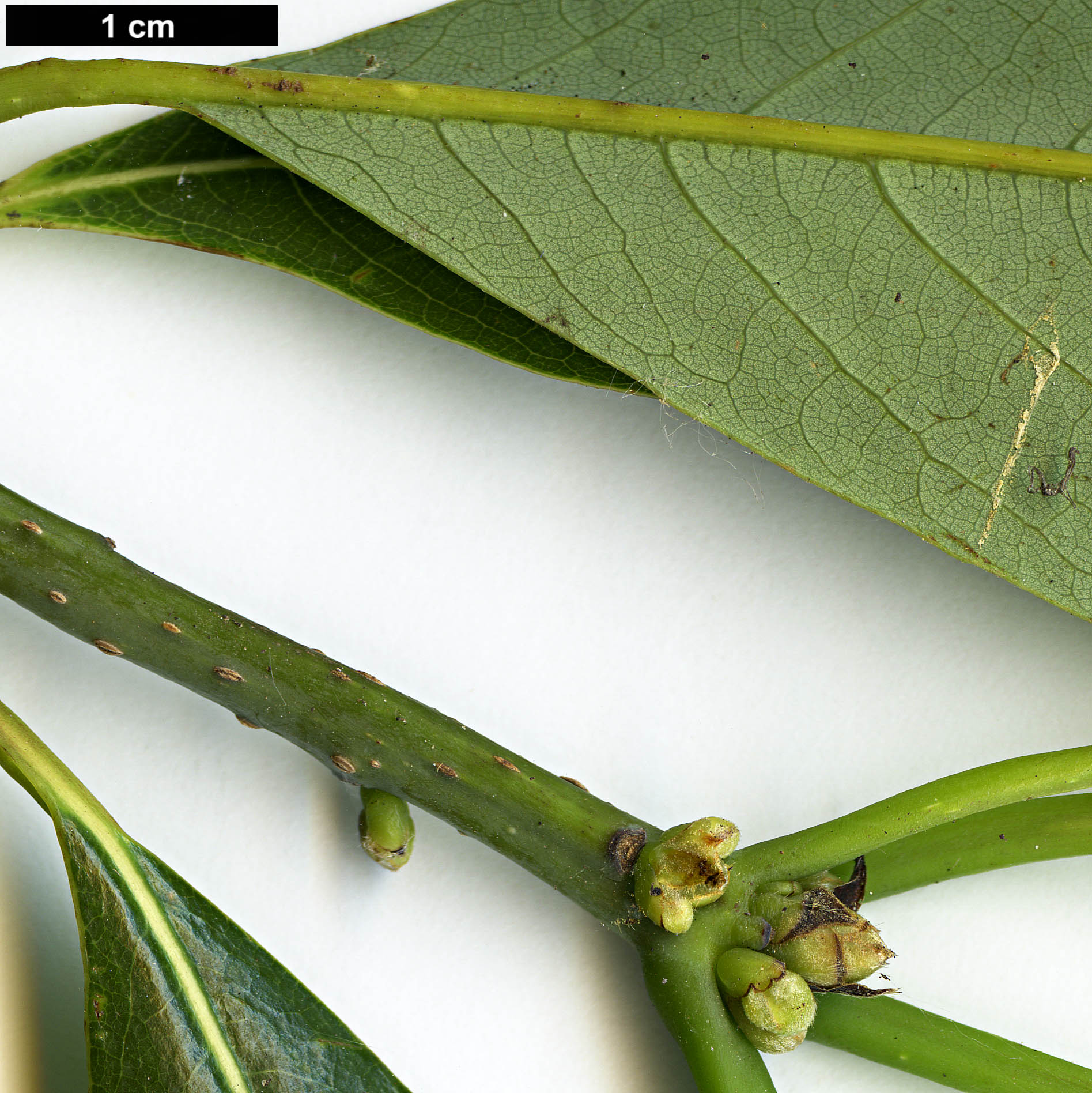 High resolution image: Family: Lauraceae - Genus: Lindera - Taxon: megaphylla