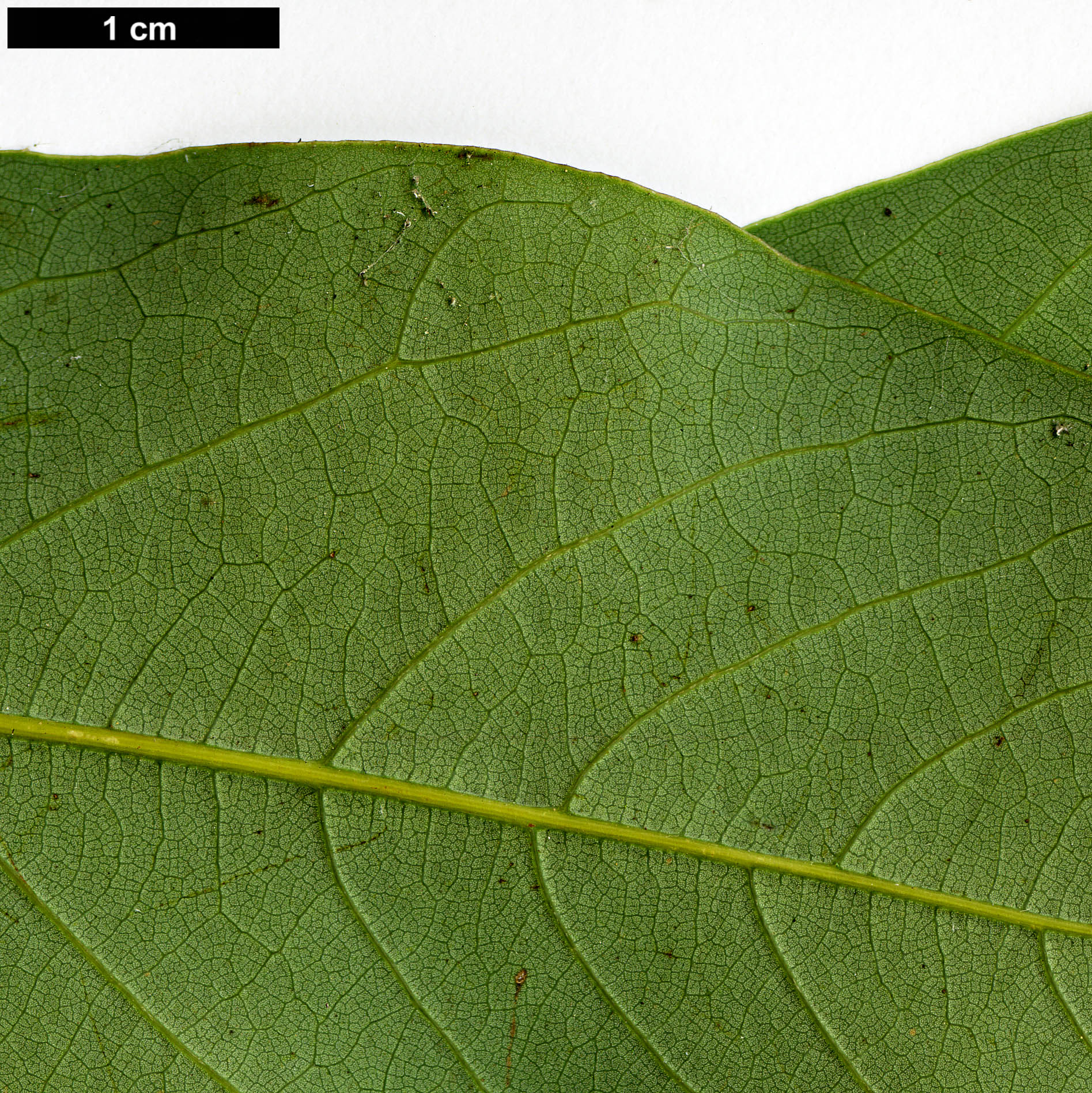 High resolution image: Family: Lauraceae - Genus: Lindera - Taxon: megaphylla