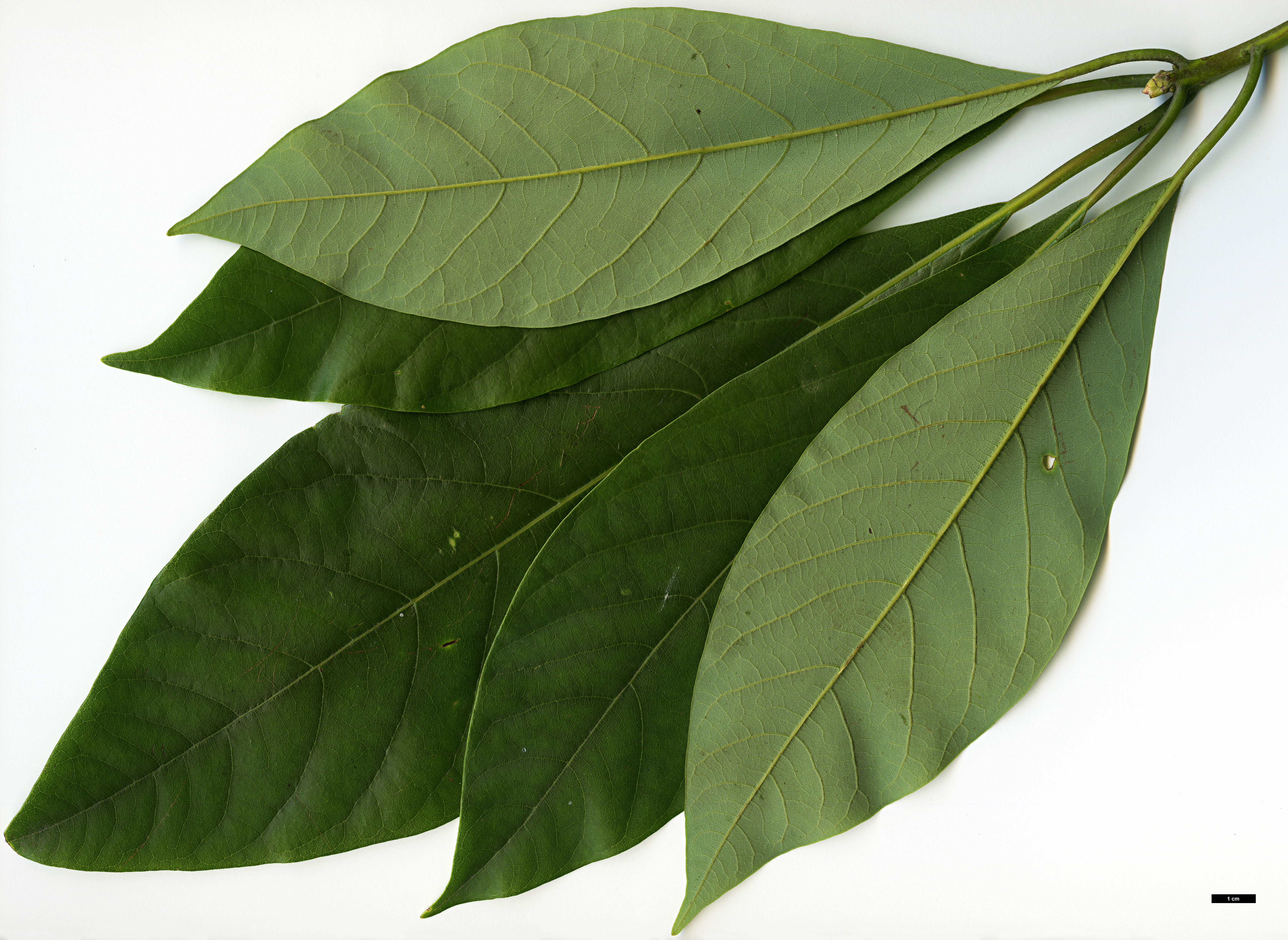 High resolution image: Family: Lauraceae - Genus: Lindera - Taxon: megaphylla