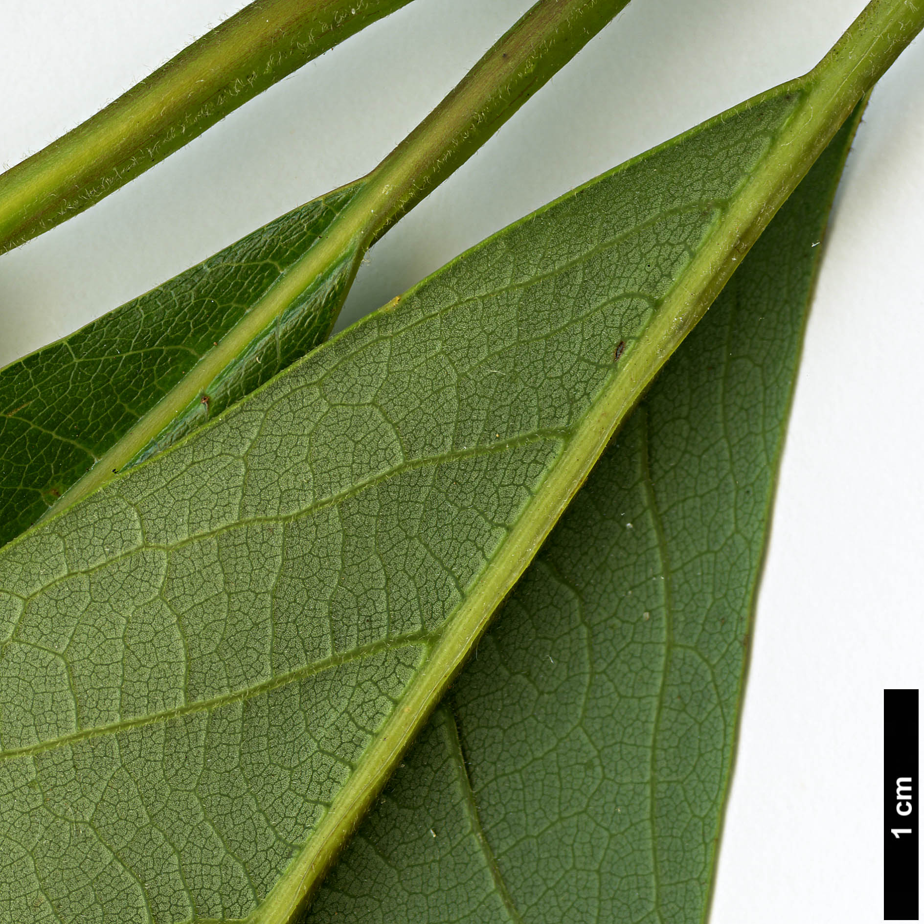 High resolution image: Family: Lauraceae - Genus: Lindera - Taxon: megaphylla