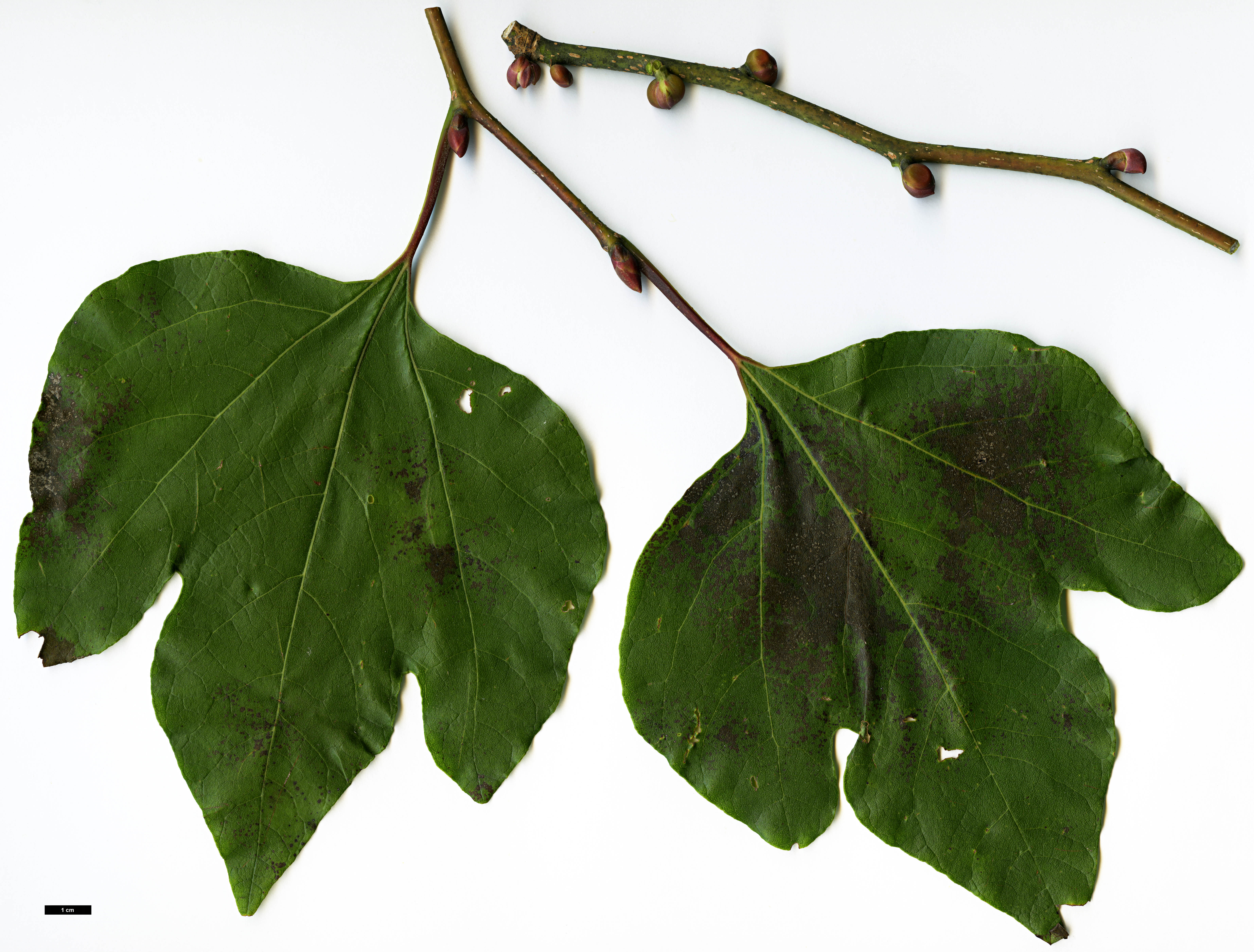 High resolution image: Family: Lauraceae - Genus: Lindera - Taxon: obtusiloba