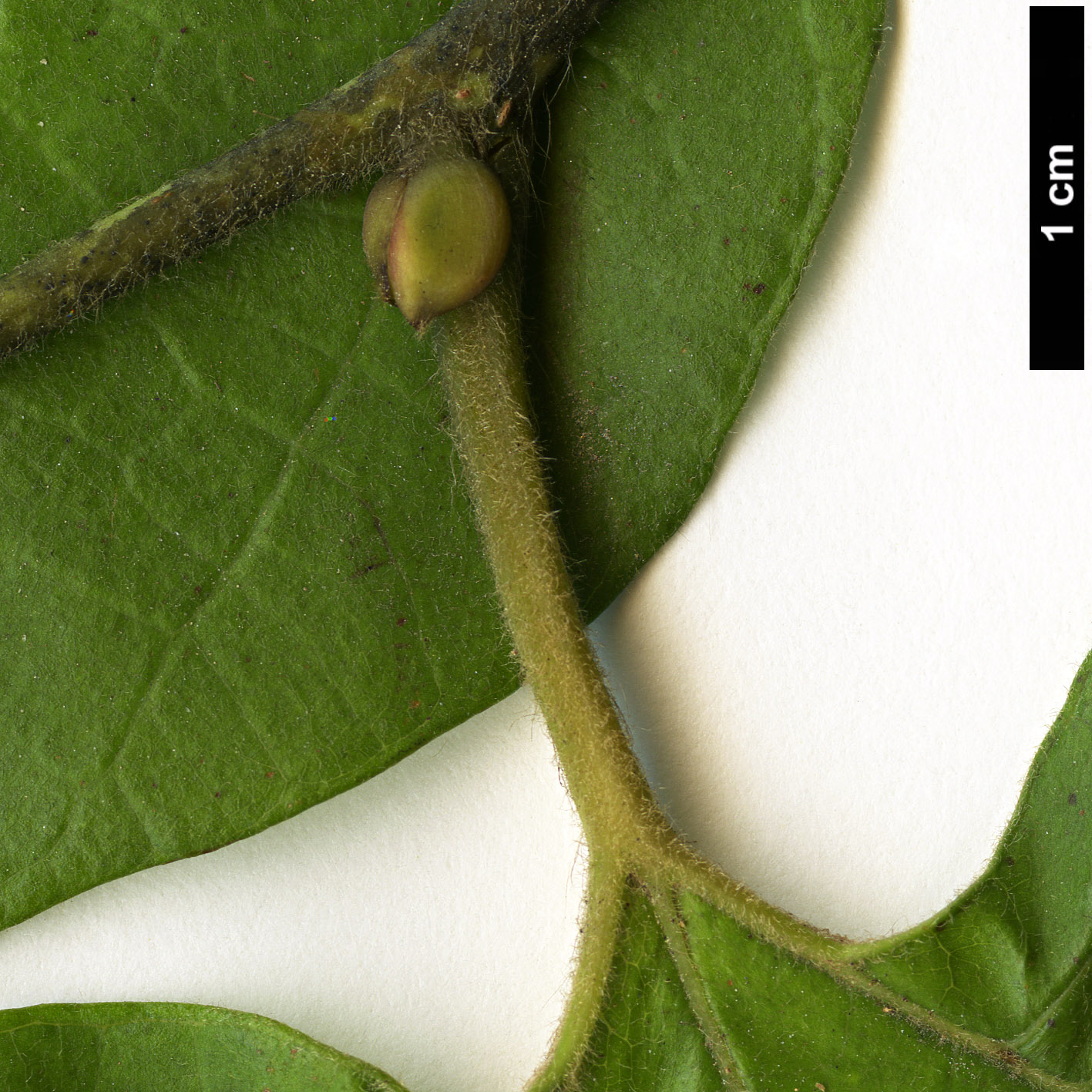 High resolution image: Family: Lauraceae - Genus: Lindera - Taxon: obtusiloba