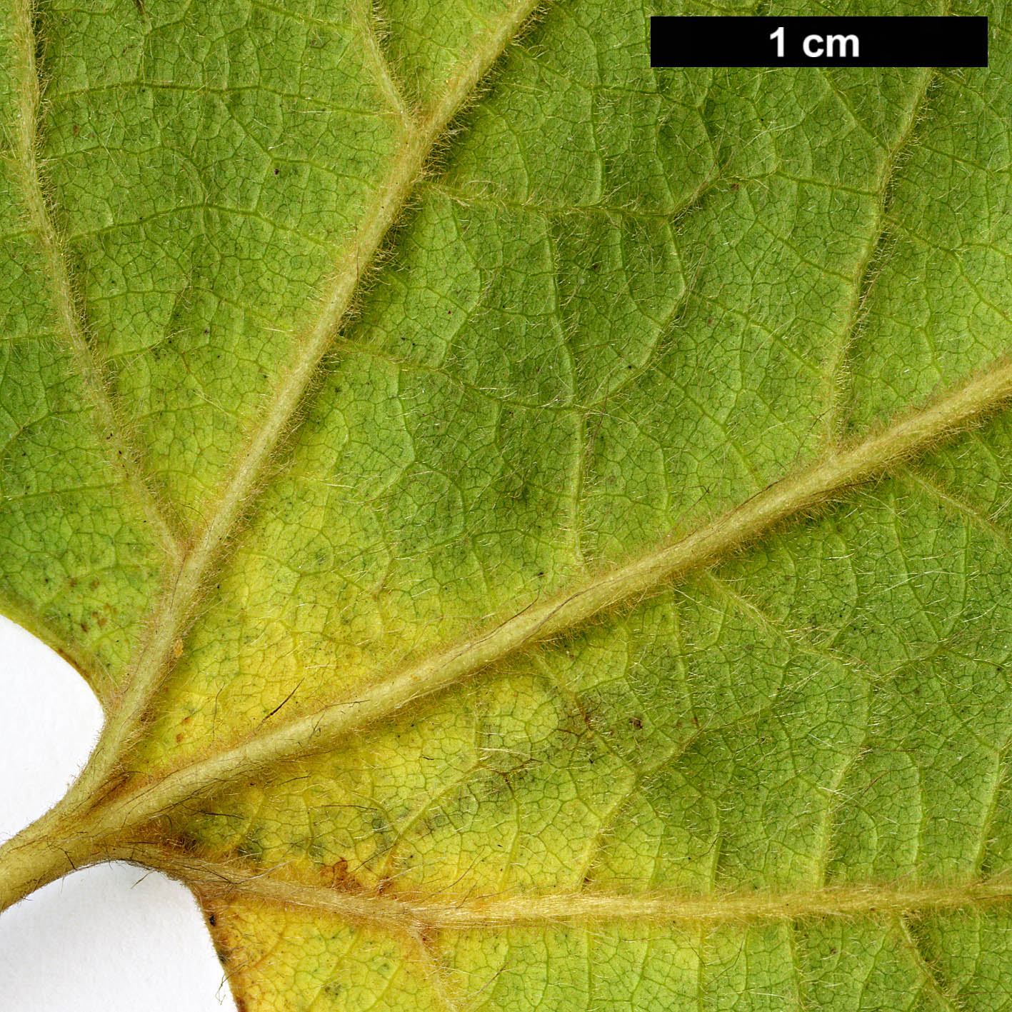 High resolution image: Family: Lauraceae - Genus: Lindera - Taxon: obtusiloba