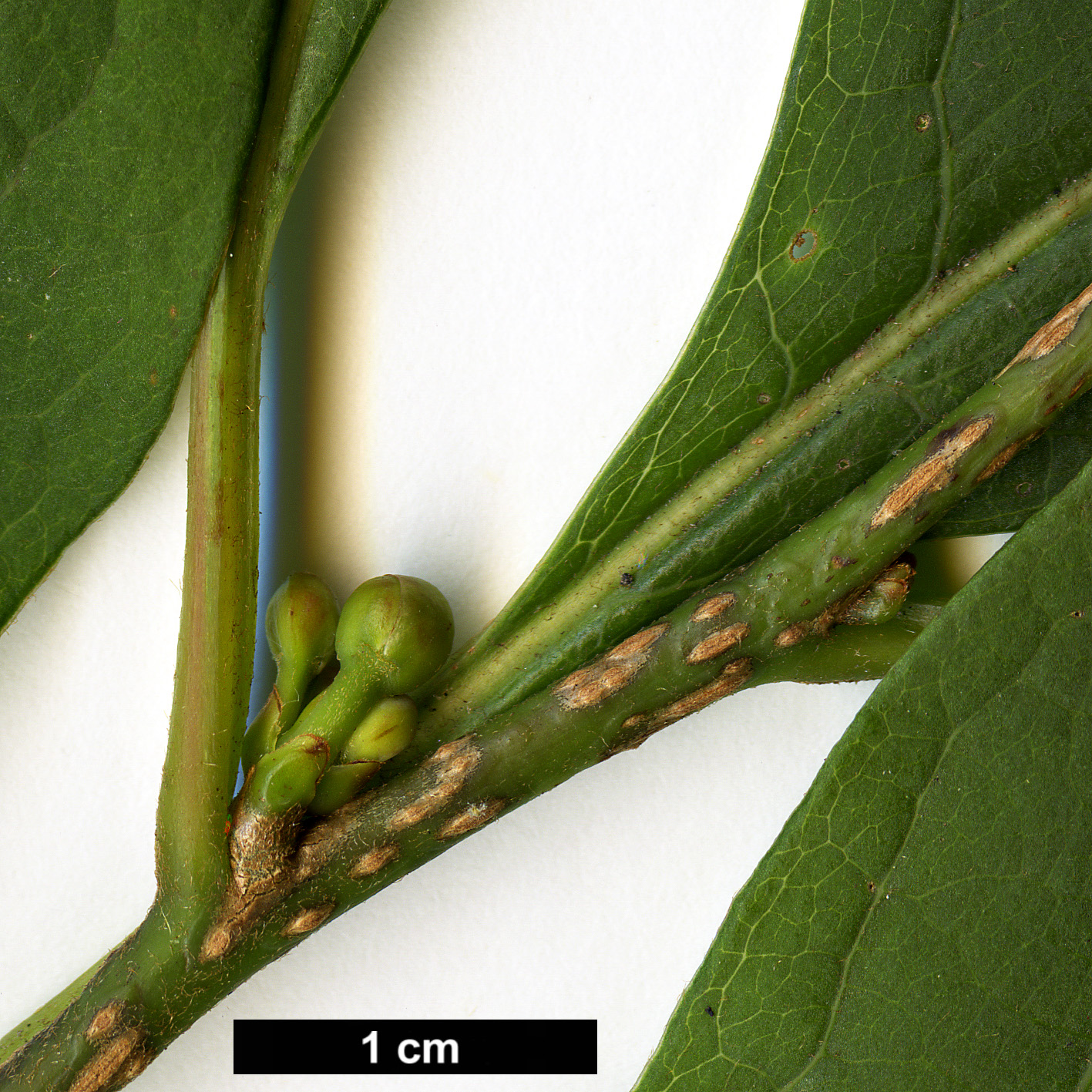 High resolution image: Family: Lauraceae - Genus: Lindera - Taxon: praecox