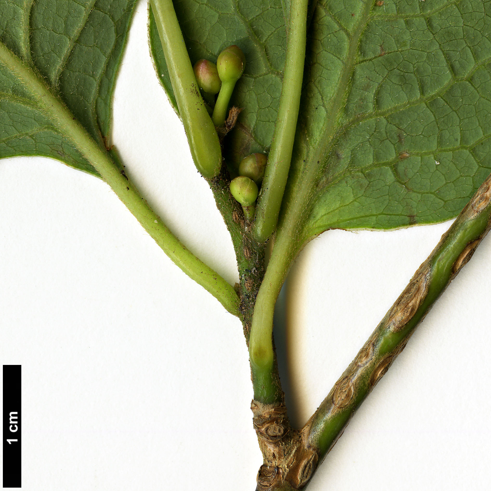 High resolution image: Family: Lauraceae - Genus: Lindera - Taxon: praecox