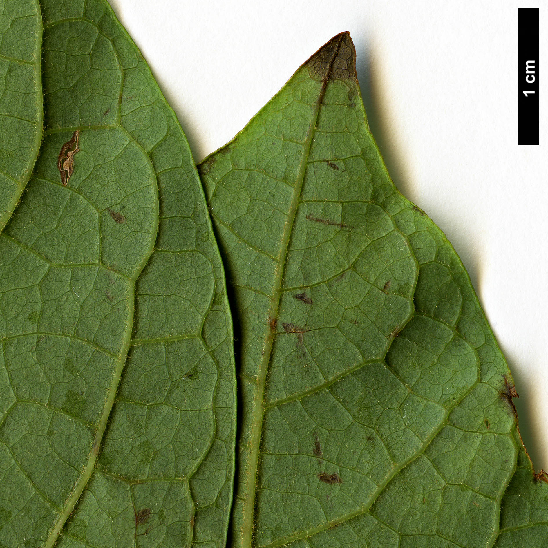 High resolution image: Family: Lauraceae - Genus: Lindera - Taxon: praecox