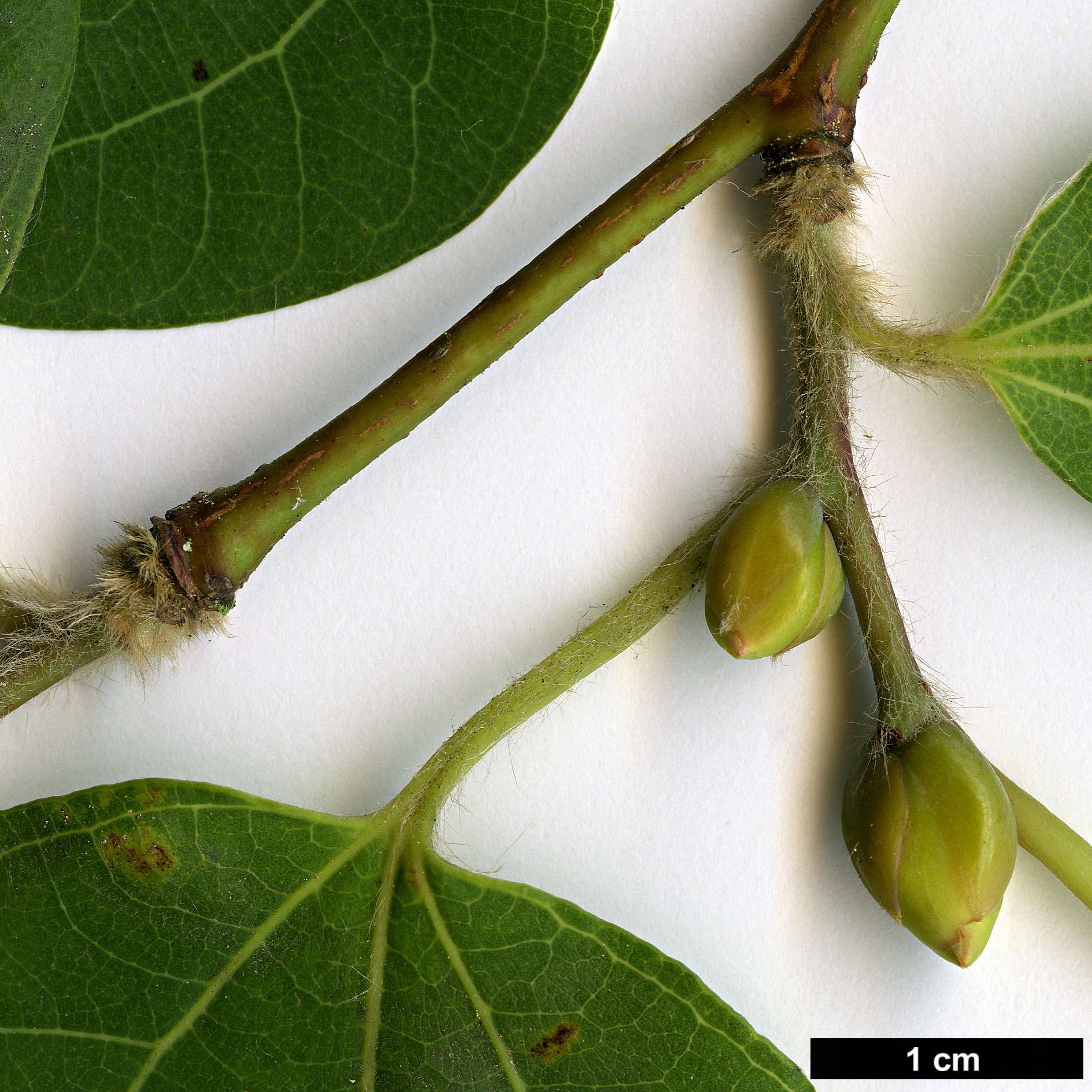 High resolution image: Family: Lauraceae - Genus: Lindera - Taxon: praetermissa