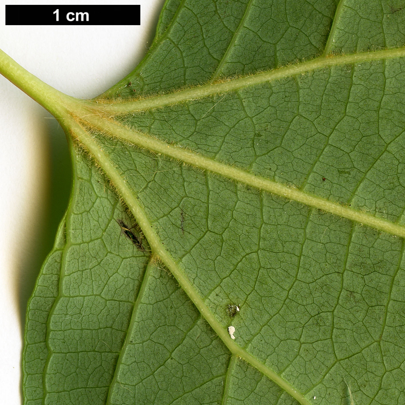 High resolution image: Family: Lauraceae - Genus: Lindera - Taxon: praetermissa