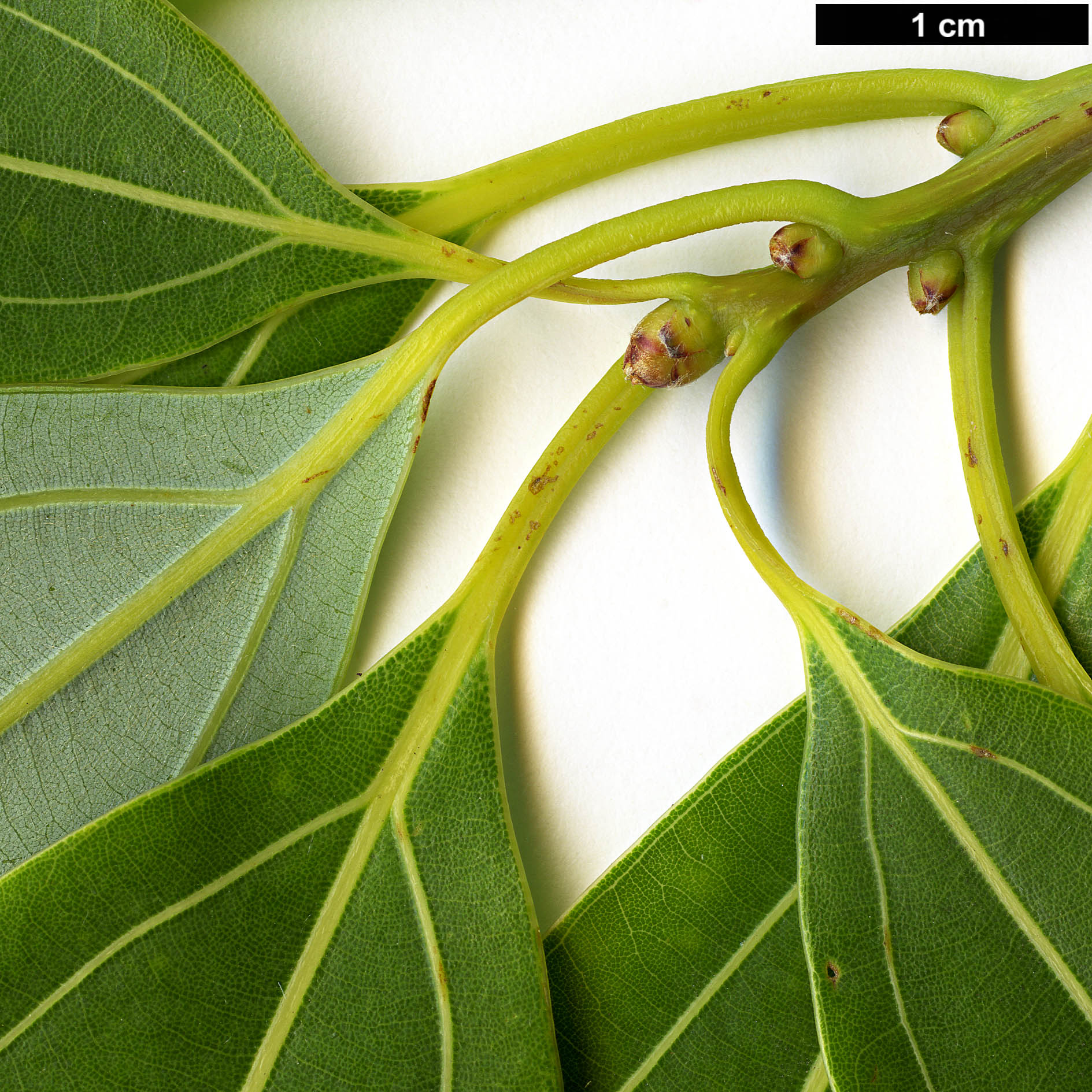 High resolution image: Family: Lauraceae - Genus: Lindera - Taxon: pulcherrima