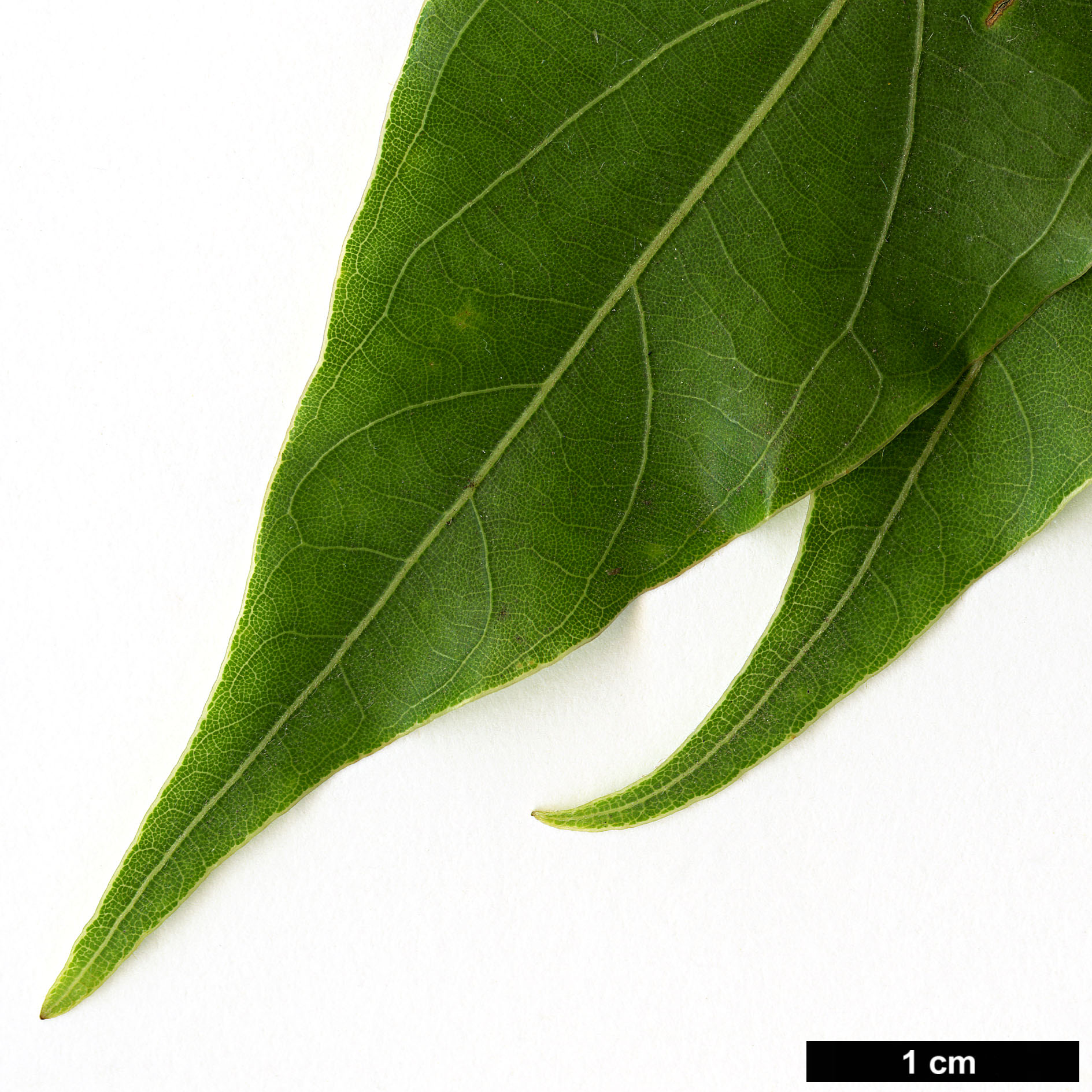 High resolution image: Family: Lauraceae - Genus: Lindera - Taxon: pulcherrima