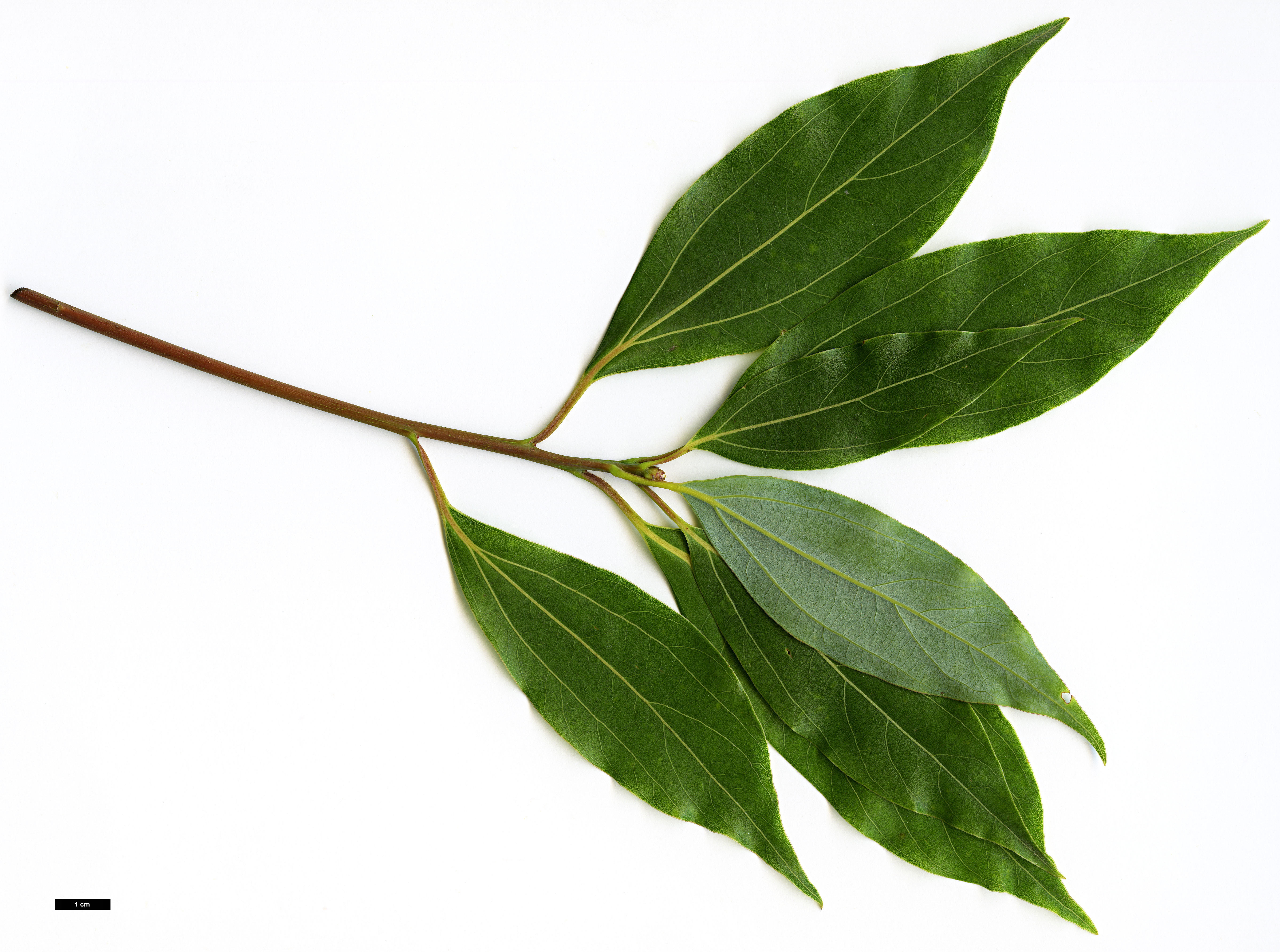 High resolution image: Family: Lauraceae - Genus: Lindera - Taxon: pulcherrima