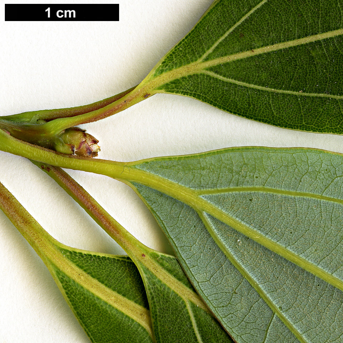 High resolution image: Family: Lauraceae - Genus: Lindera - Taxon: pulcherrima