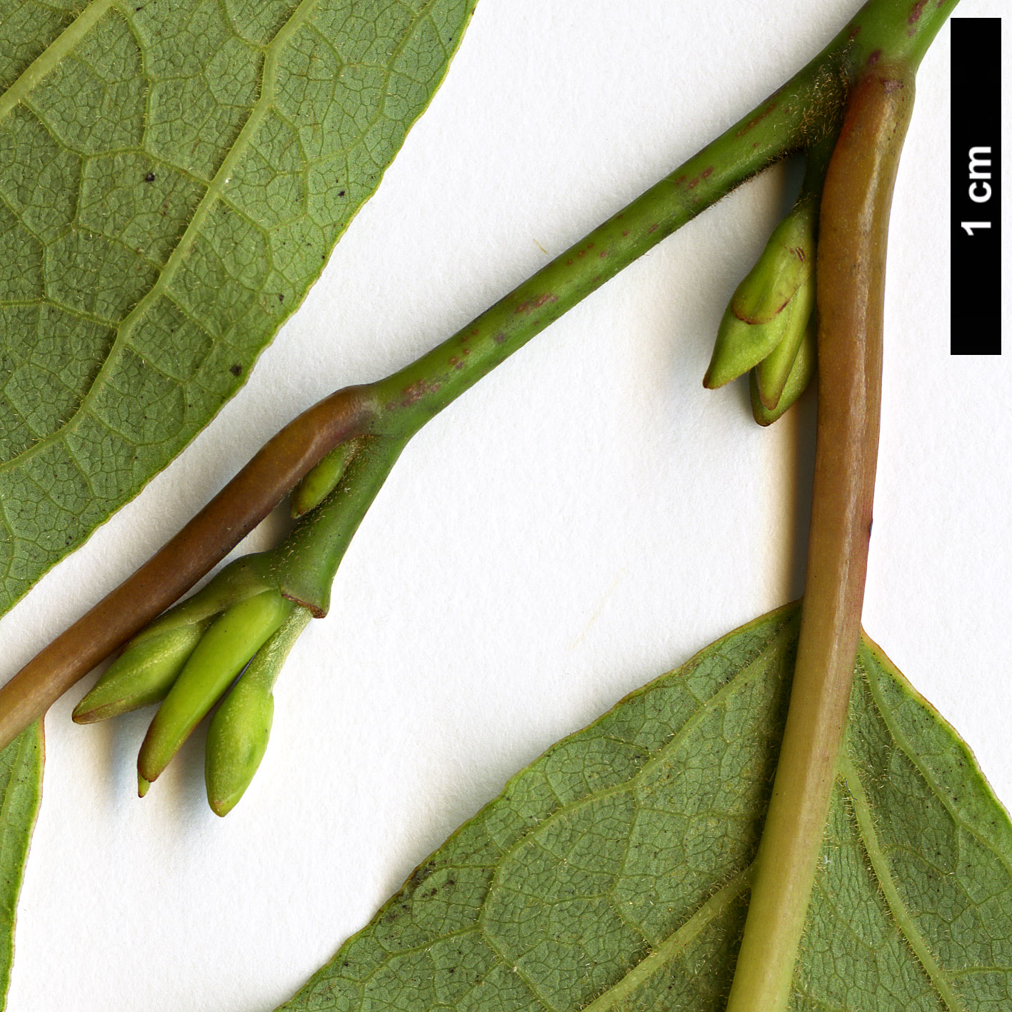 High resolution image: Family: Lauraceae - Genus: Lindera - Taxon: reflexa