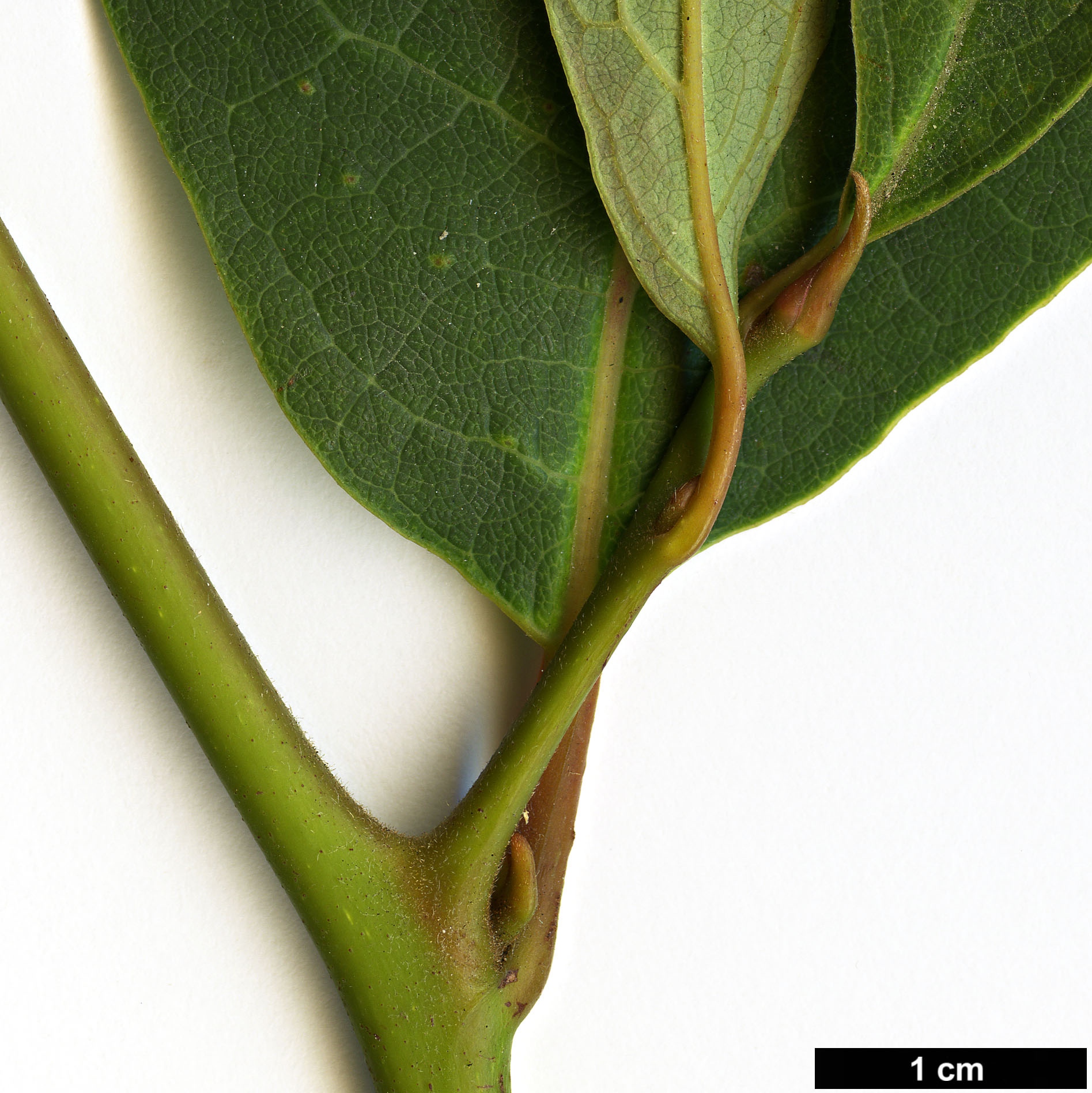 High resolution image: Family: Lauraceae - Genus: Lindera - Taxon: reflexa