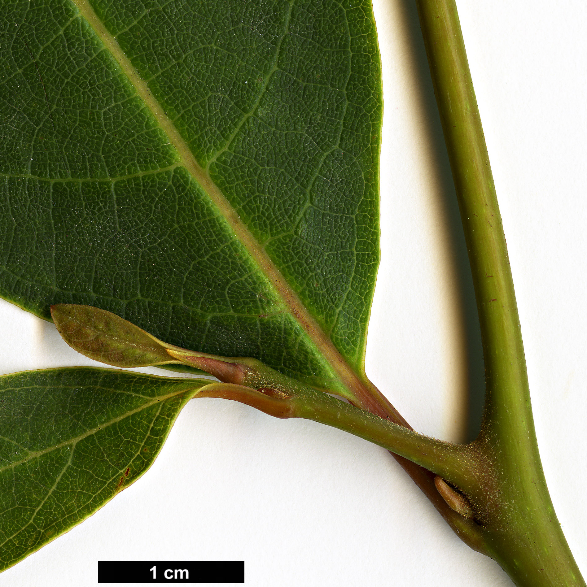 High resolution image: Family: Lauraceae - Genus: Lindera - Taxon: reflexa