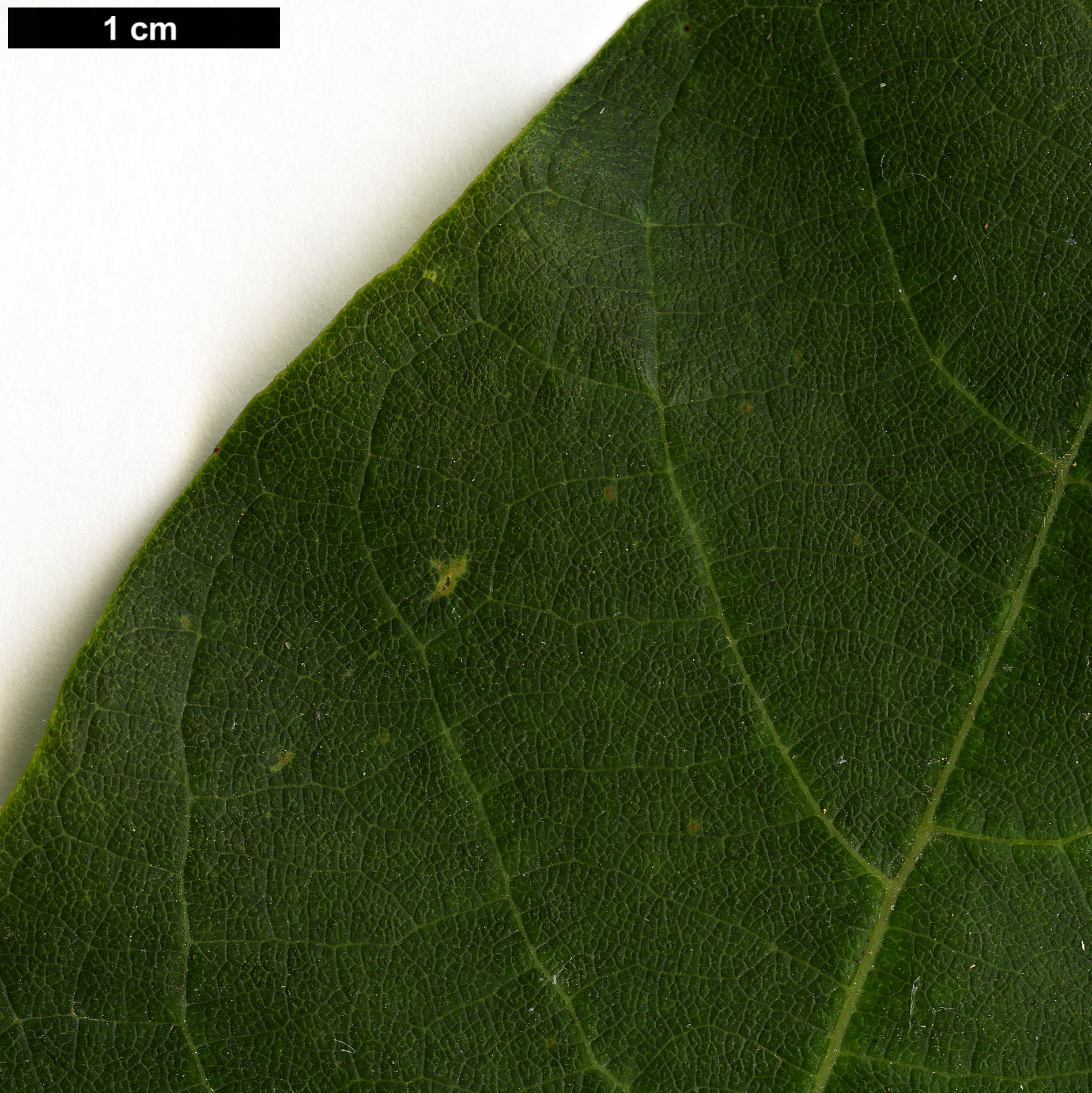 High resolution image: Family: Lauraceae - Genus: Lindera - Taxon: reflexa