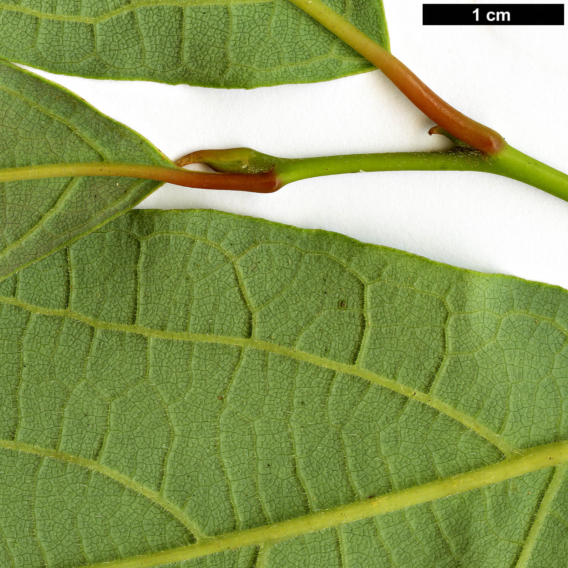 High resolution image: Family: Lauraceae - Genus: Lindera - Taxon: reflexa