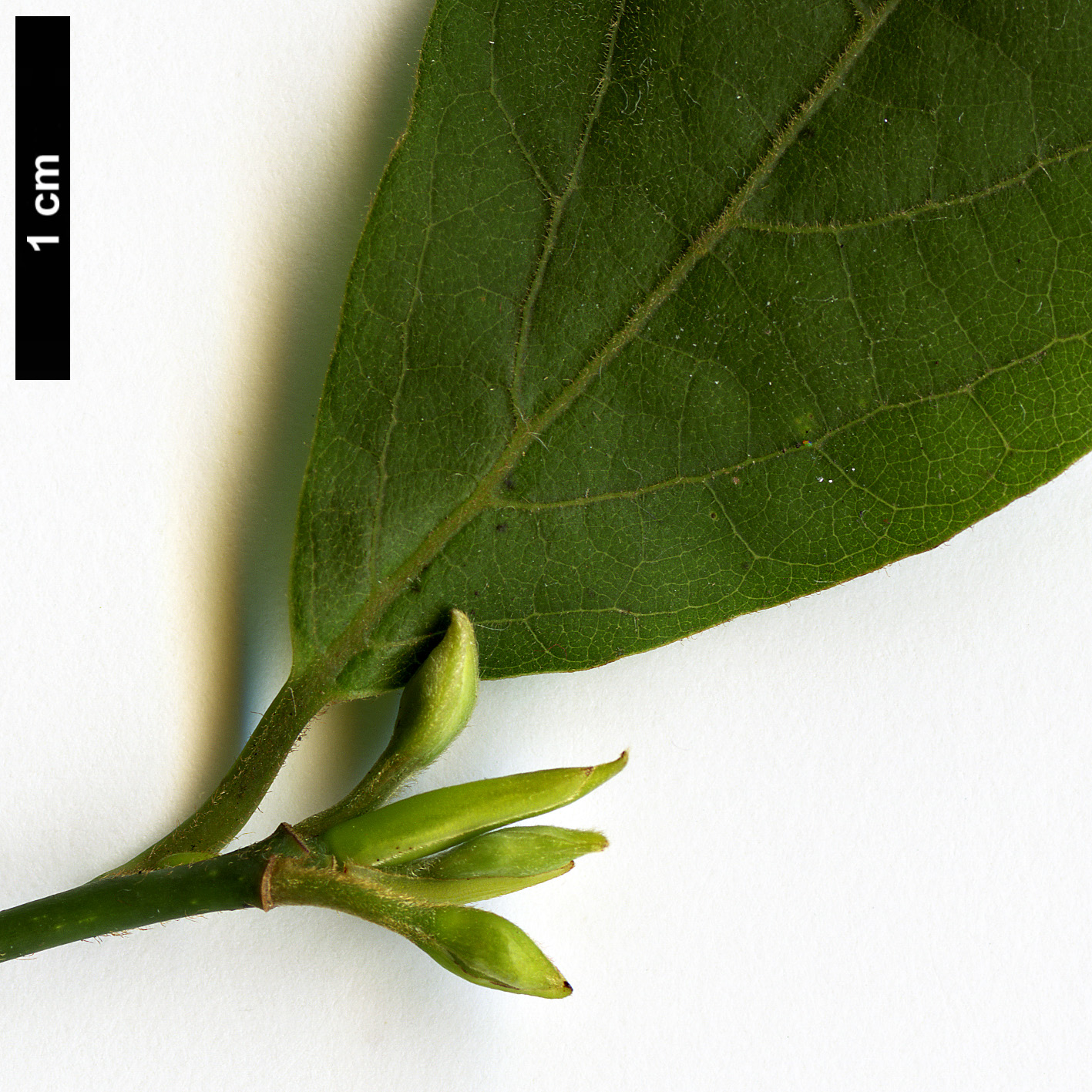 High resolution image: Family: Lauraceae - Genus: Lindera - Taxon: reflexa