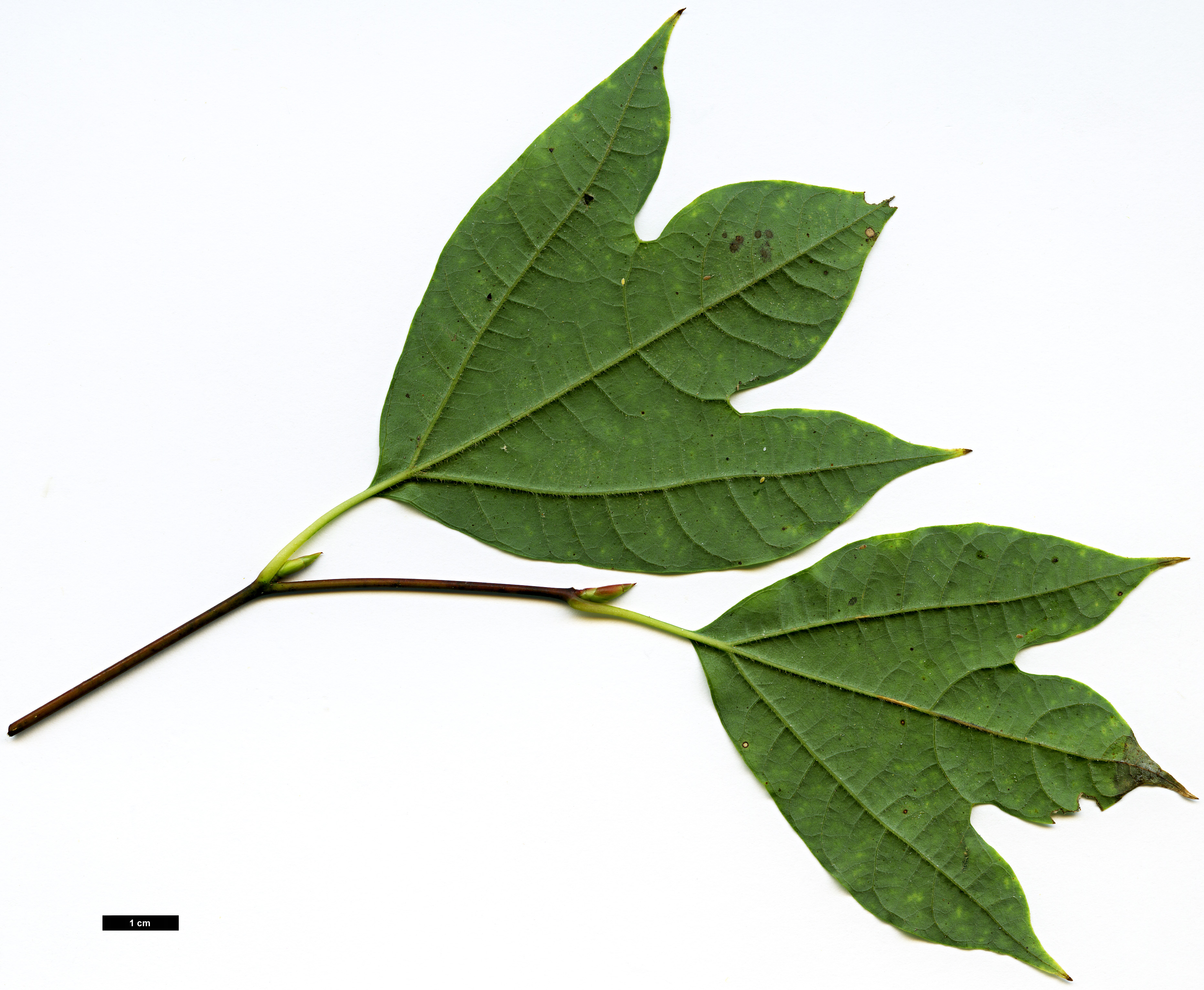 High resolution image: Family: Lauraceae - Genus: Lindera - Taxon: triloba