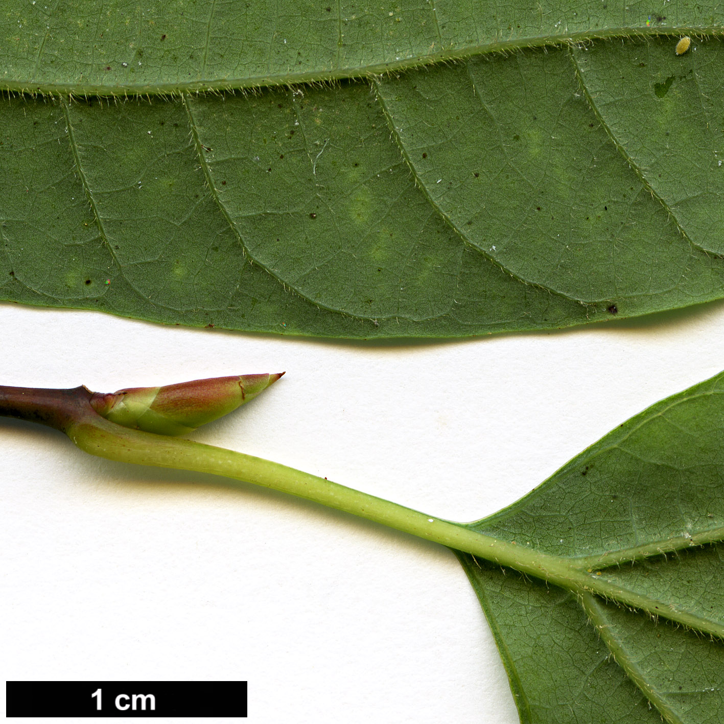 High resolution image: Family: Lauraceae - Genus: Lindera - Taxon: triloba