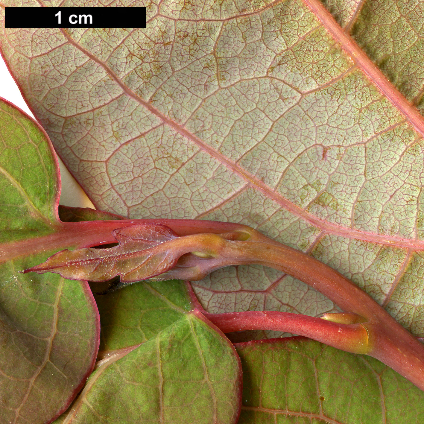 High resolution image: Family: Lauraceae - Genus: Lindera - Taxon: triloba