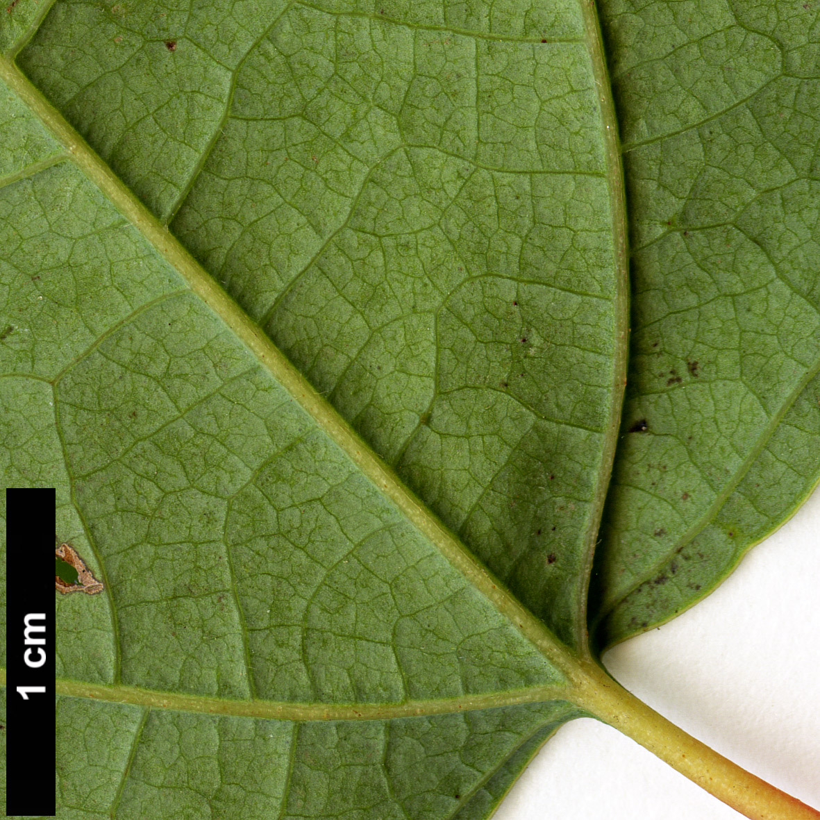 High resolution image: Family: Lauraceae - Genus: Lindera - Taxon: triloba