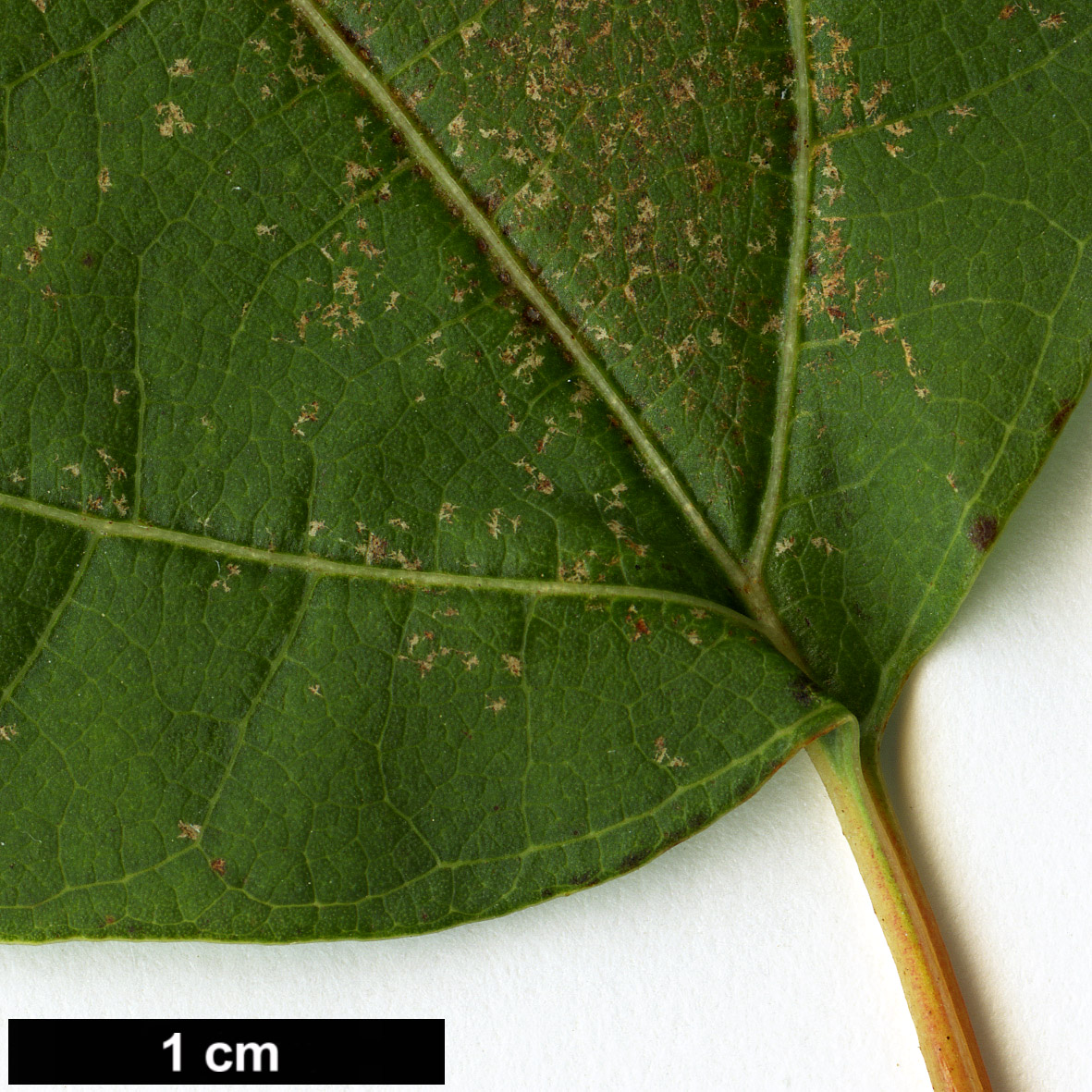 High resolution image: Family: Lauraceae - Genus: Lindera - Taxon: triloba