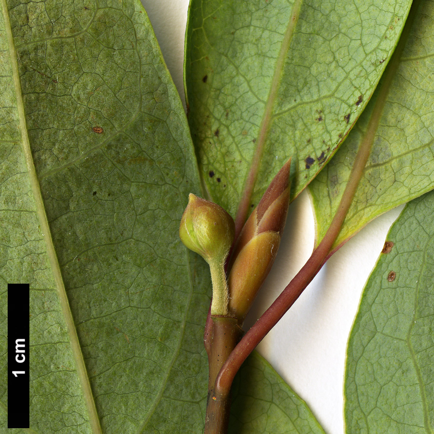 High resolution image: Family: Lauraceae - Genus: Lindera - Taxon: umbellata