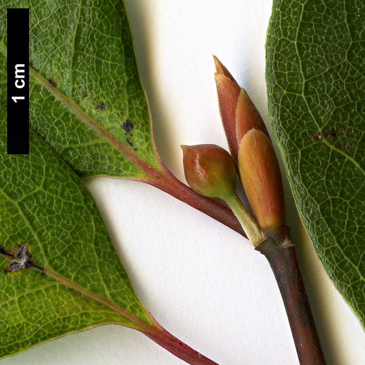 High resolution image: Family: Lauraceae - Genus: Lindera - Taxon: umbellata