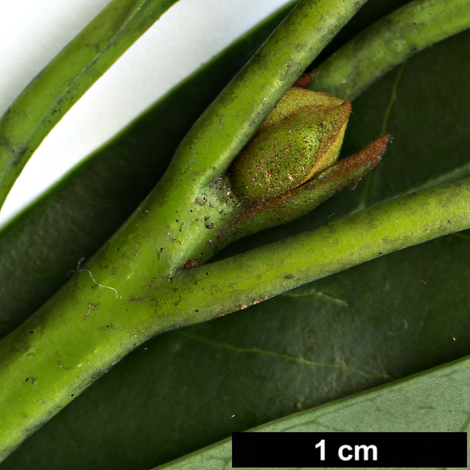 High resolution image: Family: Lauraceae - Genus: Litsea - Taxon: acuminata