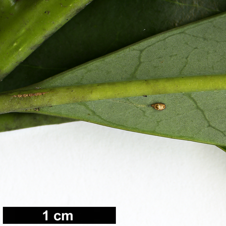 High resolution image: Family: Lauraceae - Genus: Litsea - Taxon: acuminata