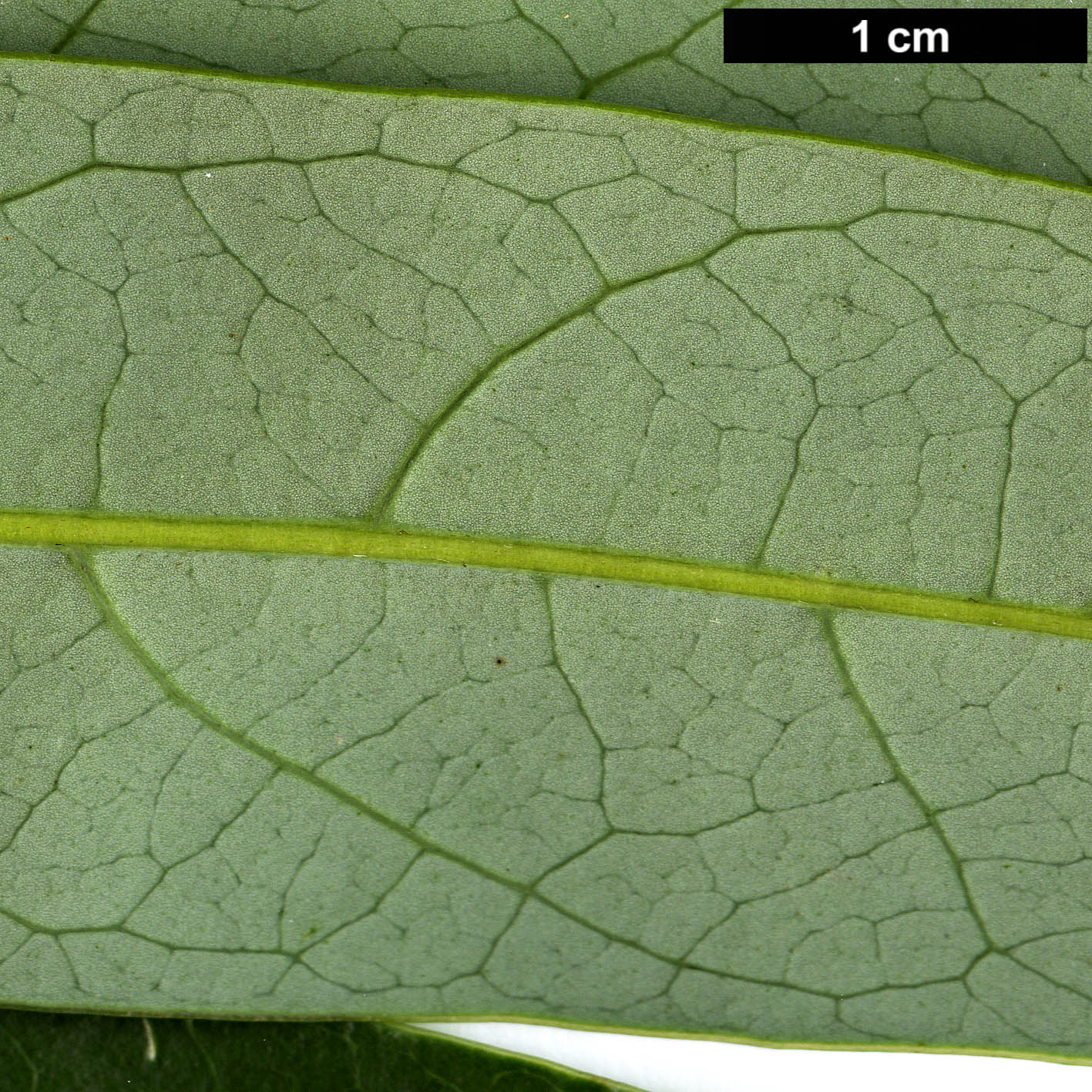 High resolution image: Family: Lauraceae - Genus: Litsea - Taxon: acuminata