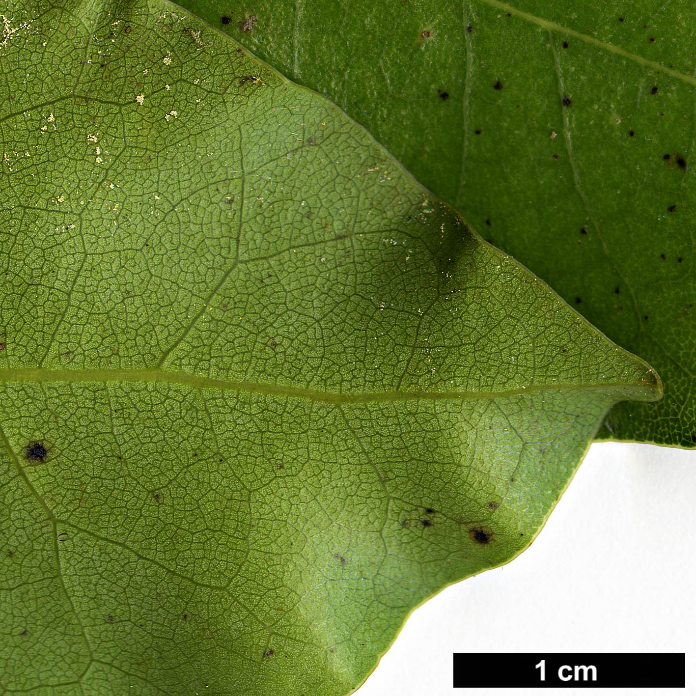 High resolution image: Family: Lauraceae - Genus: Litsea - Taxon: calicaris