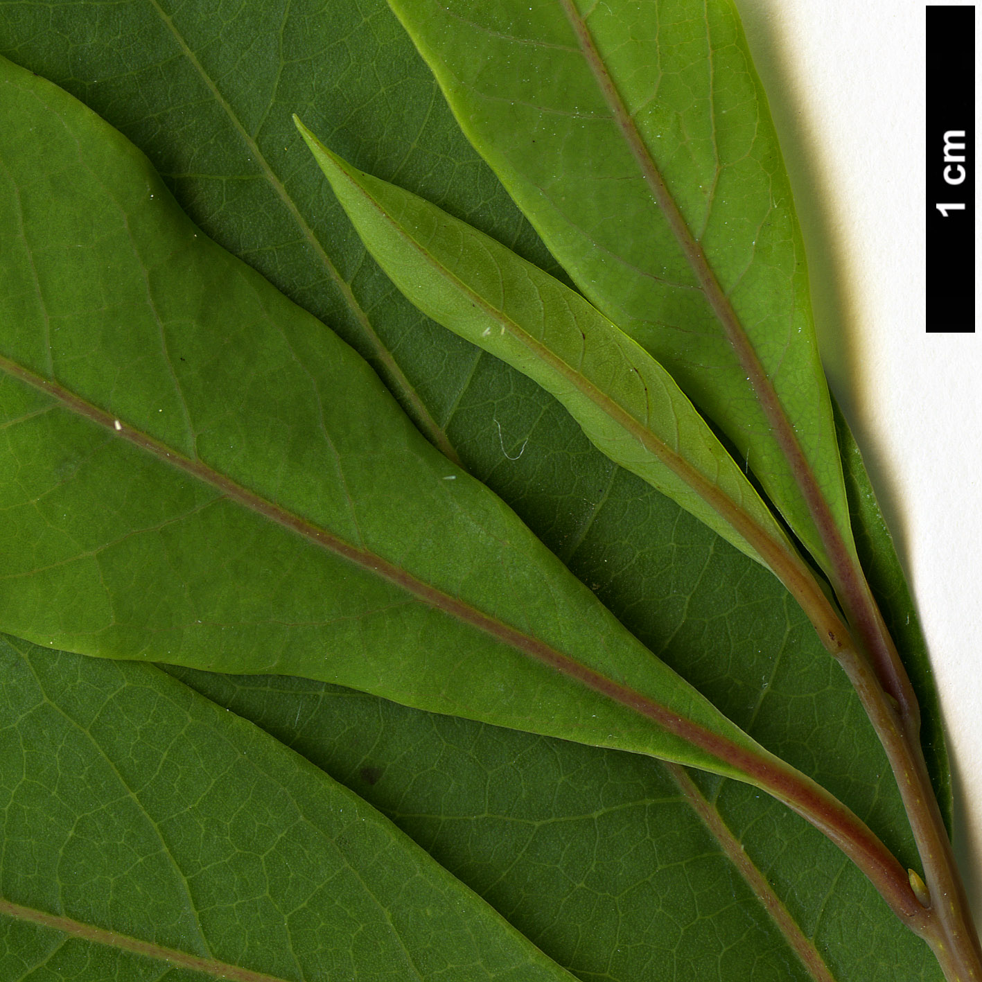 High resolution image: Family: Lauraceae - Genus: Litsea - Taxon: cubeba