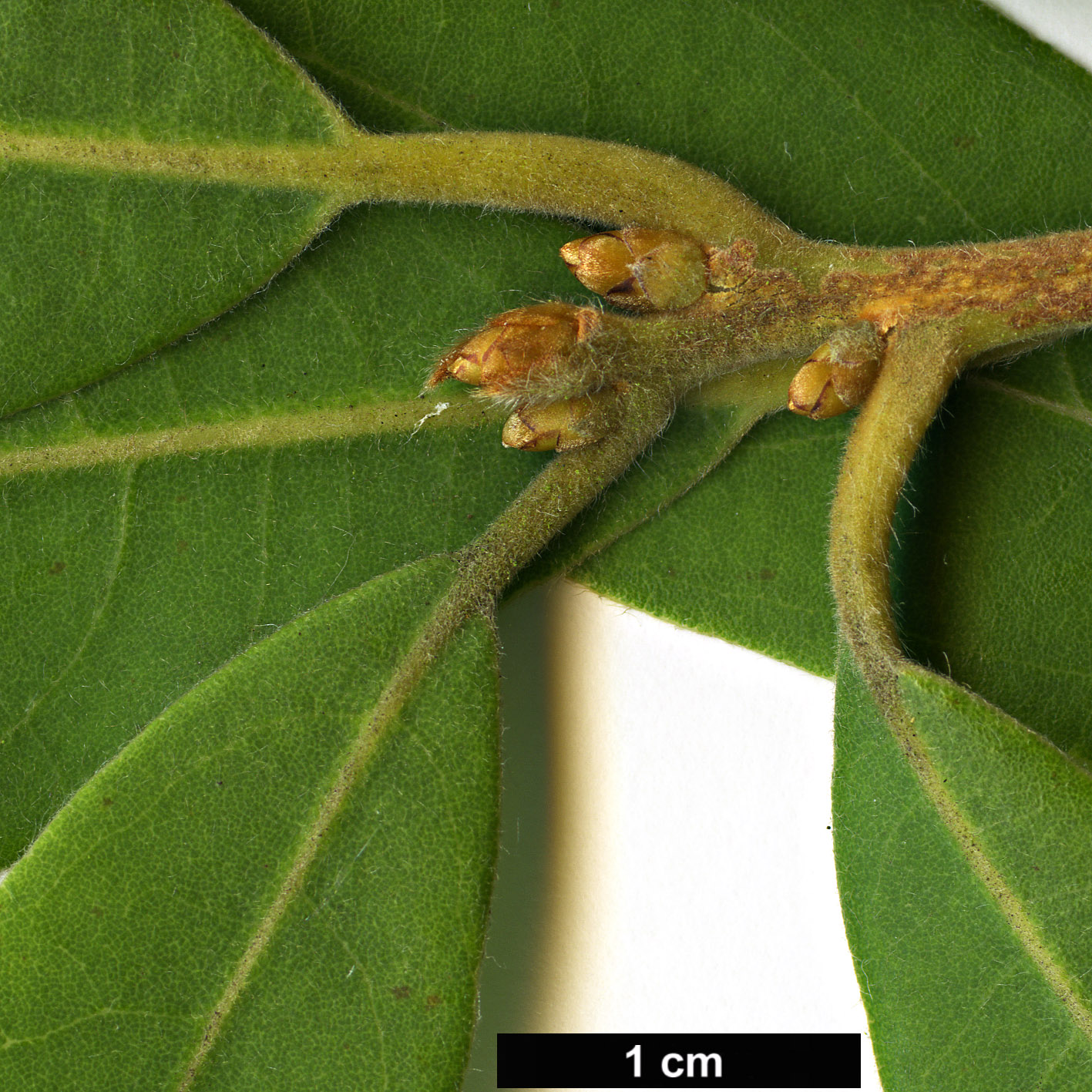 High resolution image: Family: Lauraceae - Genus: Litsea - Taxon: elongata