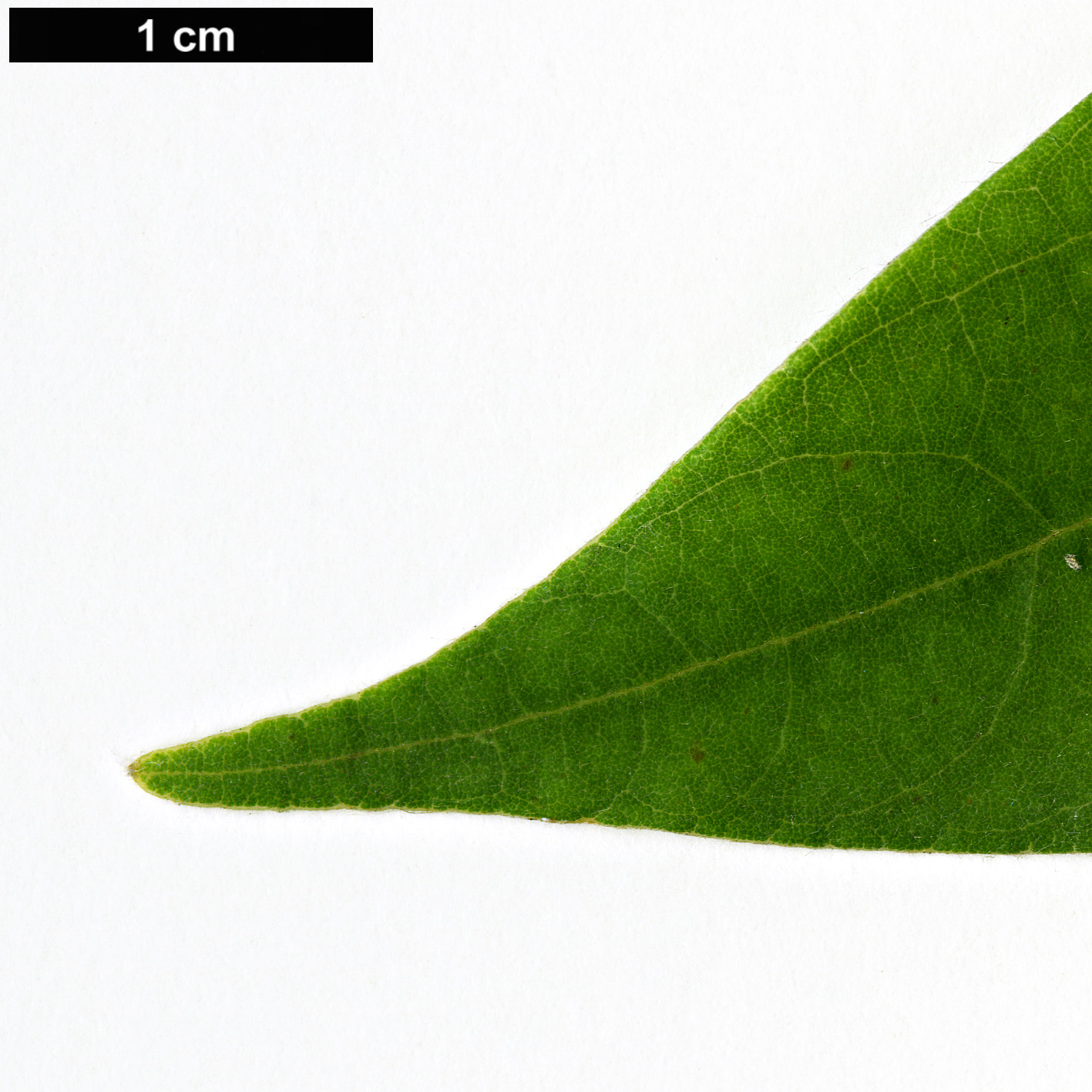 High resolution image: Family: Lauraceae - Genus: Litsea - Taxon: elongata