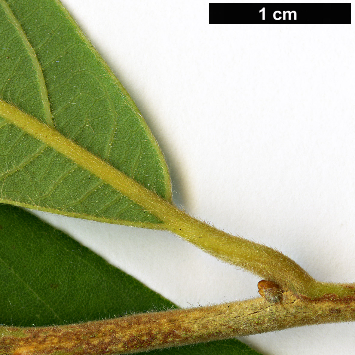 High resolution image: Family: Lauraceae - Genus: Litsea - Taxon: elongata